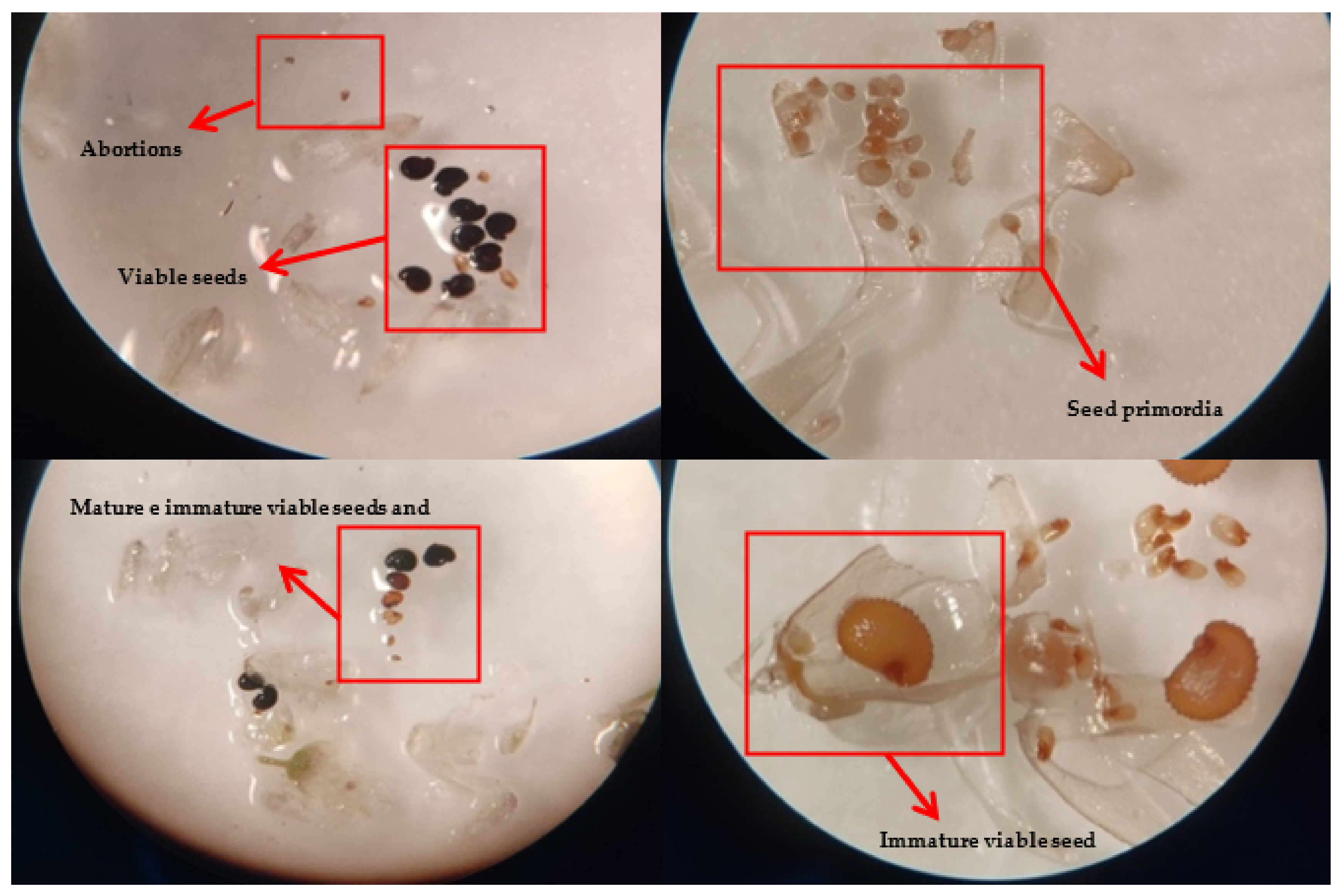 Plants 11 03193 g007 Plants 11 03193 g007