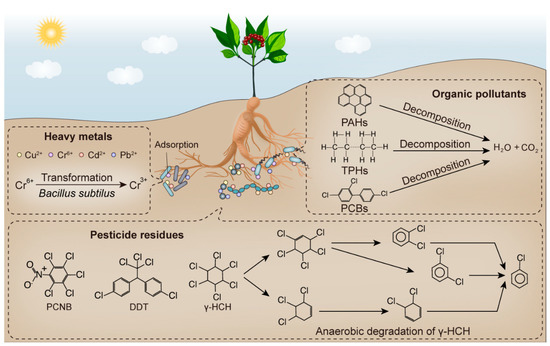 HＡ．Ｊ．Ｍ．Ｈ.K Contributions of Beneficial Microorganisms in Soil