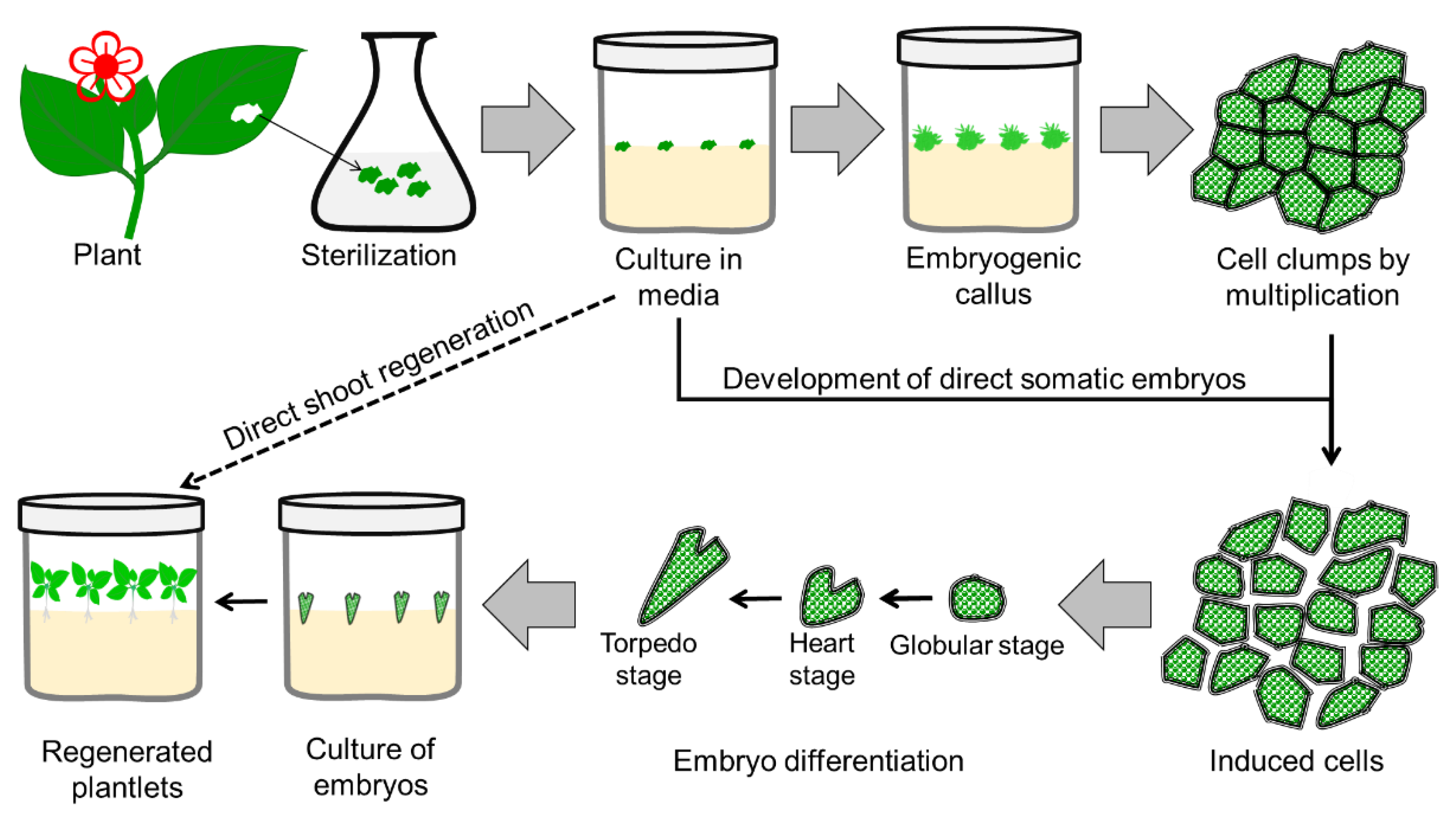 Plants | Free Full-Text | Tissue Culture in Ornamentals: Cultivation Factors, Propagation Techniques, and Its Application Plants | Free Full-Text | Tissue Culture in Ornamentals: Cultivation Factors, Propagation Techniques, and Its Application