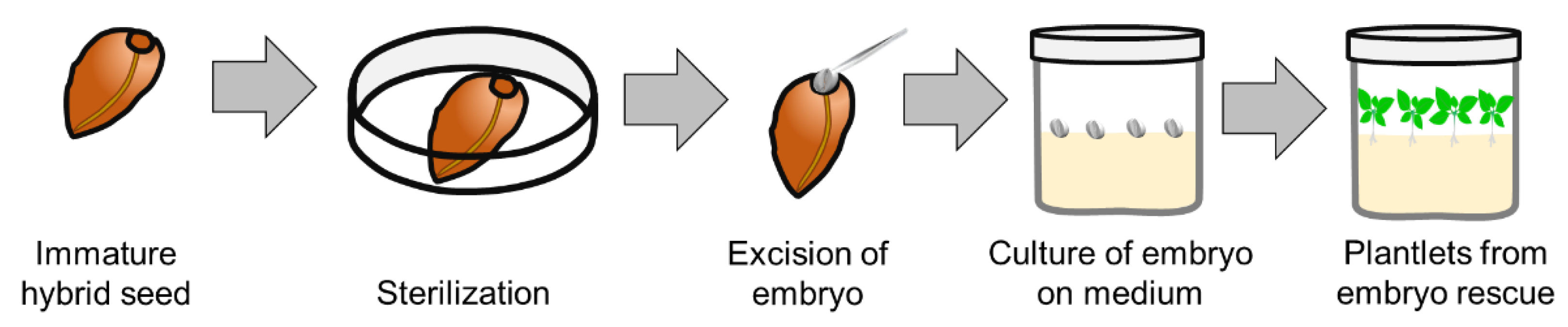 Plants 11 03208 g004 Plants 11 03208 g004