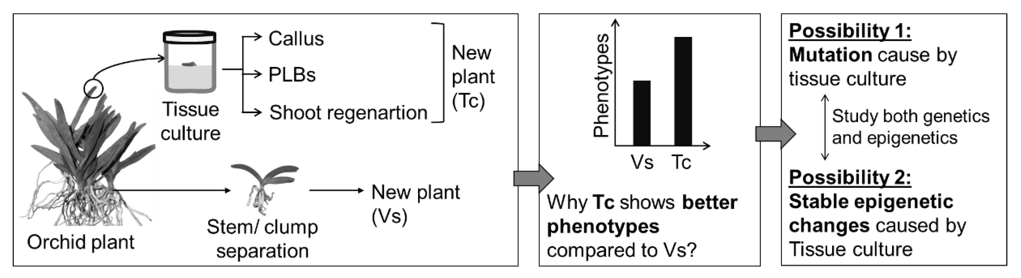 Plants 11 03208 g008 Plants 11 03208 g008