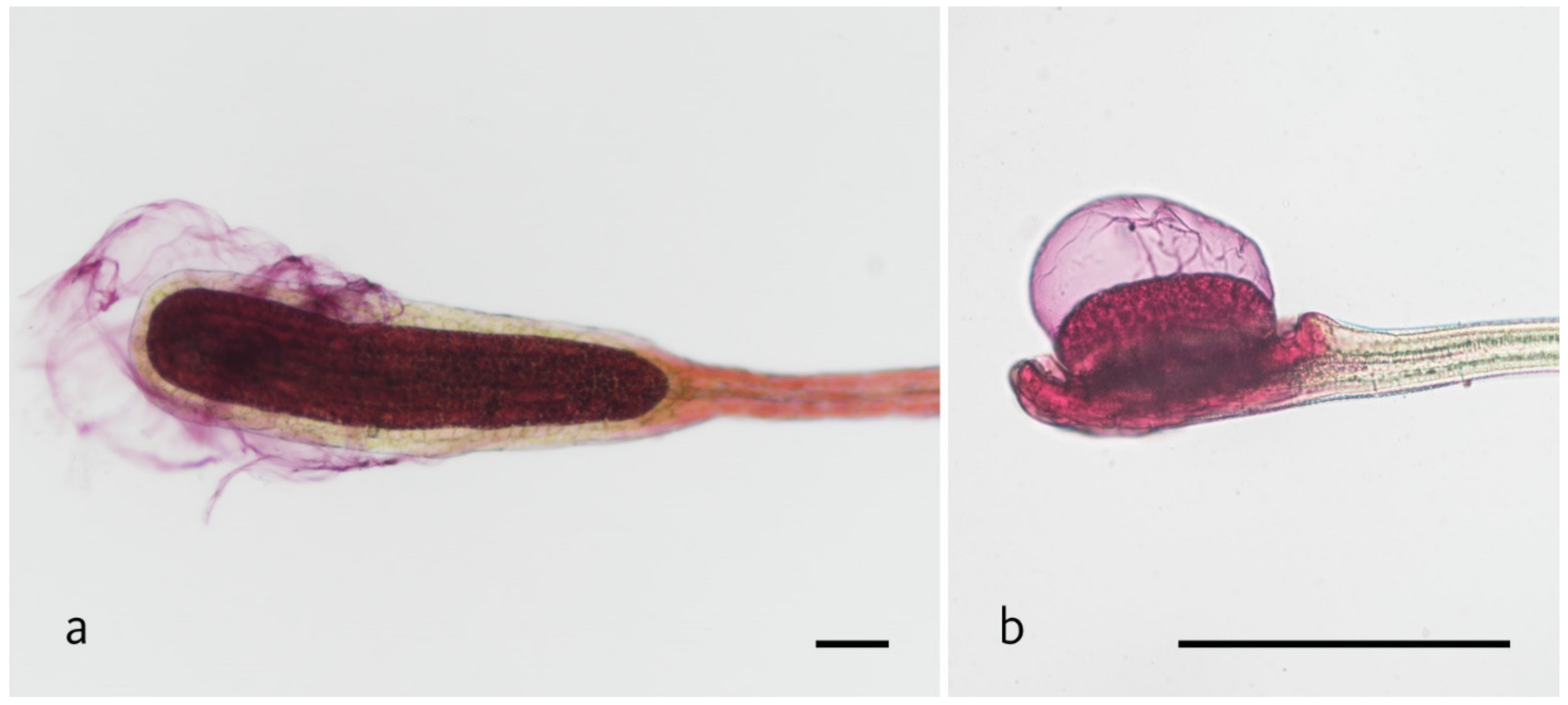 Plants 11 03212 g002 Plants 11 03212 g002