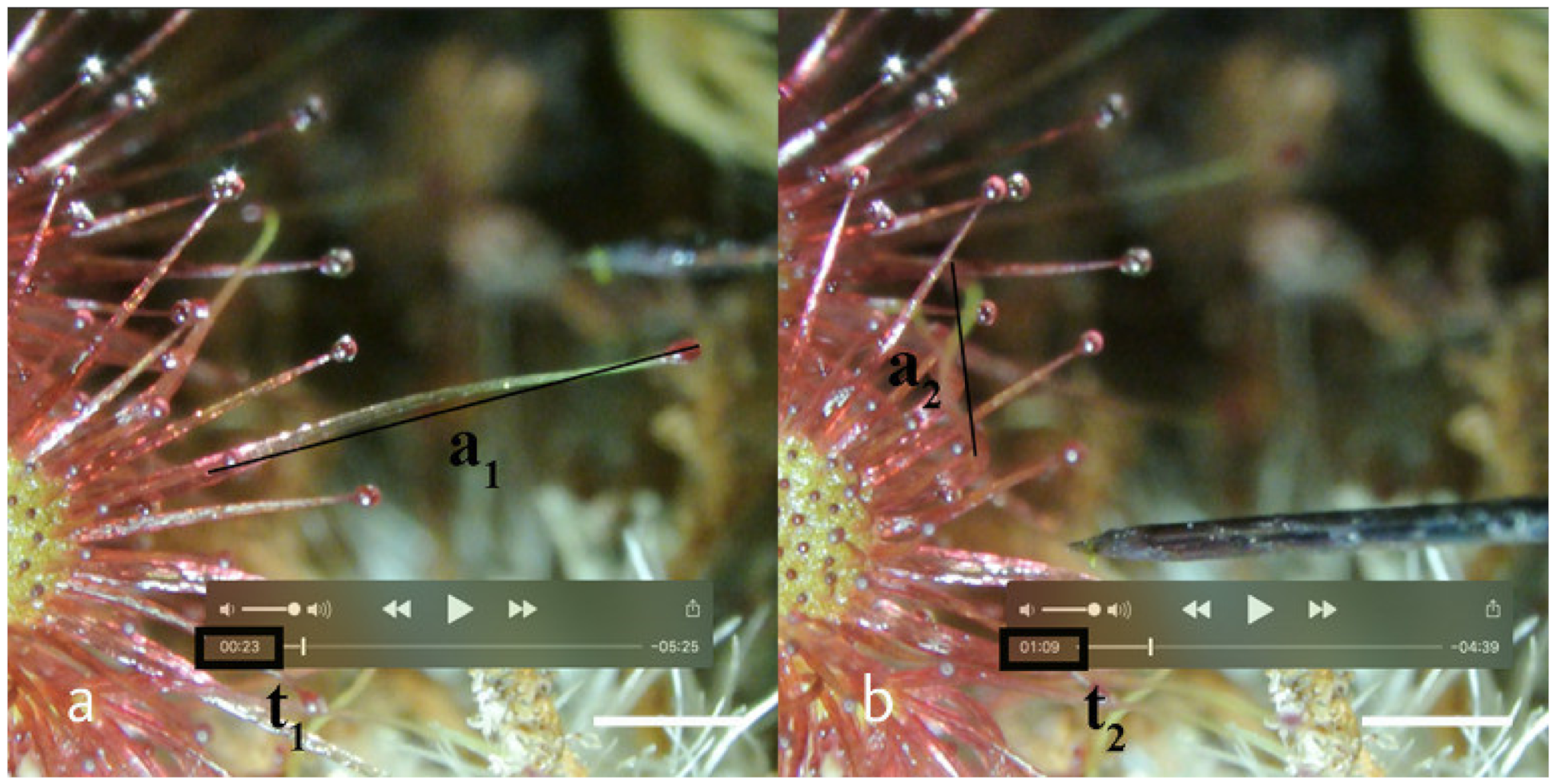 Plants 11 03212 g003 Plants 11 03212 g003