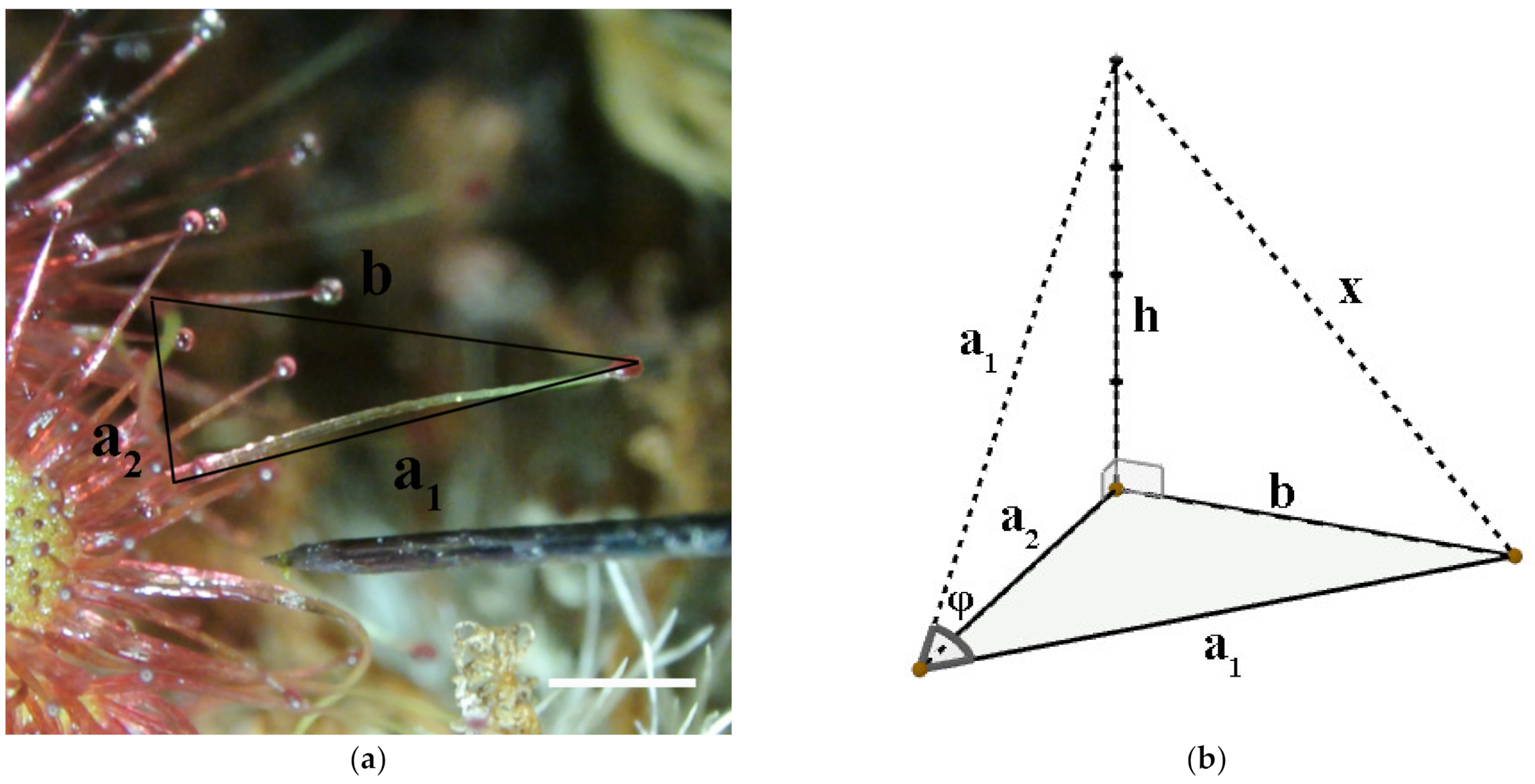 Plants 11 03212 g004 Plants 11 03212 g004