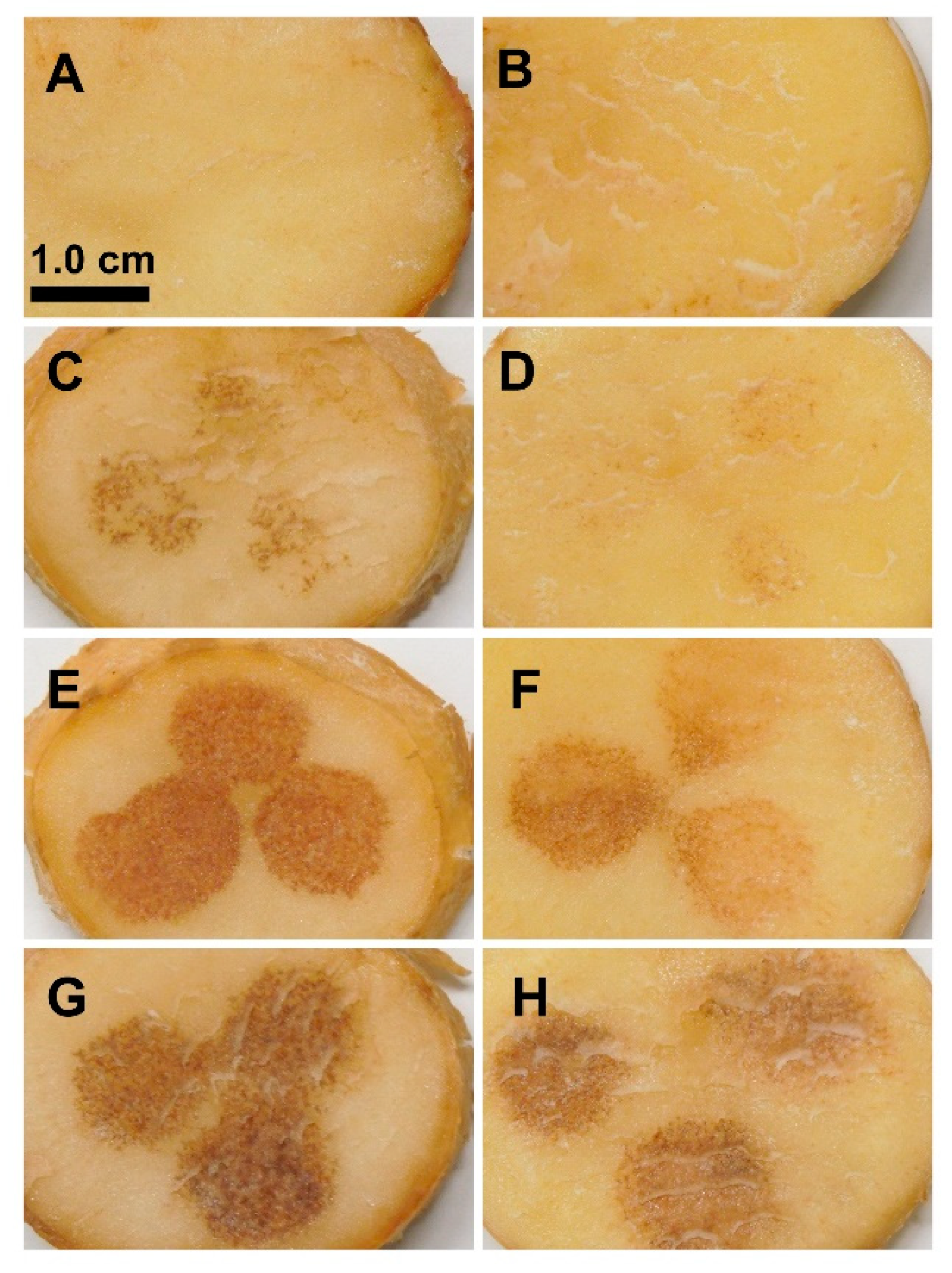 Plants 11 03216 g001 Plants 11 03216 g001