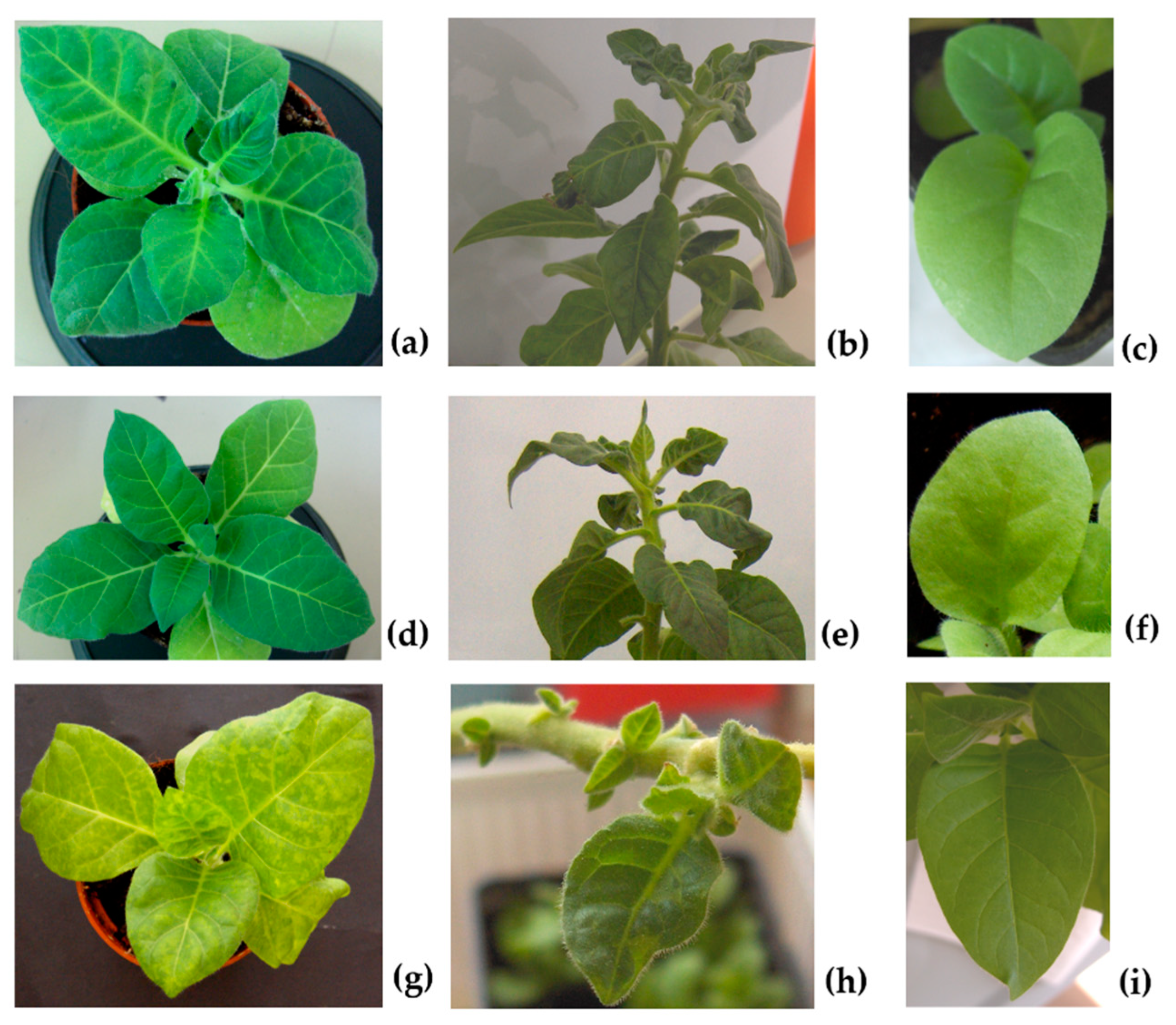 Plants 11 03217 g001