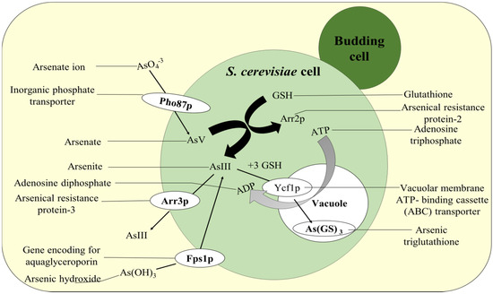 arsenic glutathione Glutathione: Master Antioxidant, Reducing Oxidative Stress, and  Detoxification
