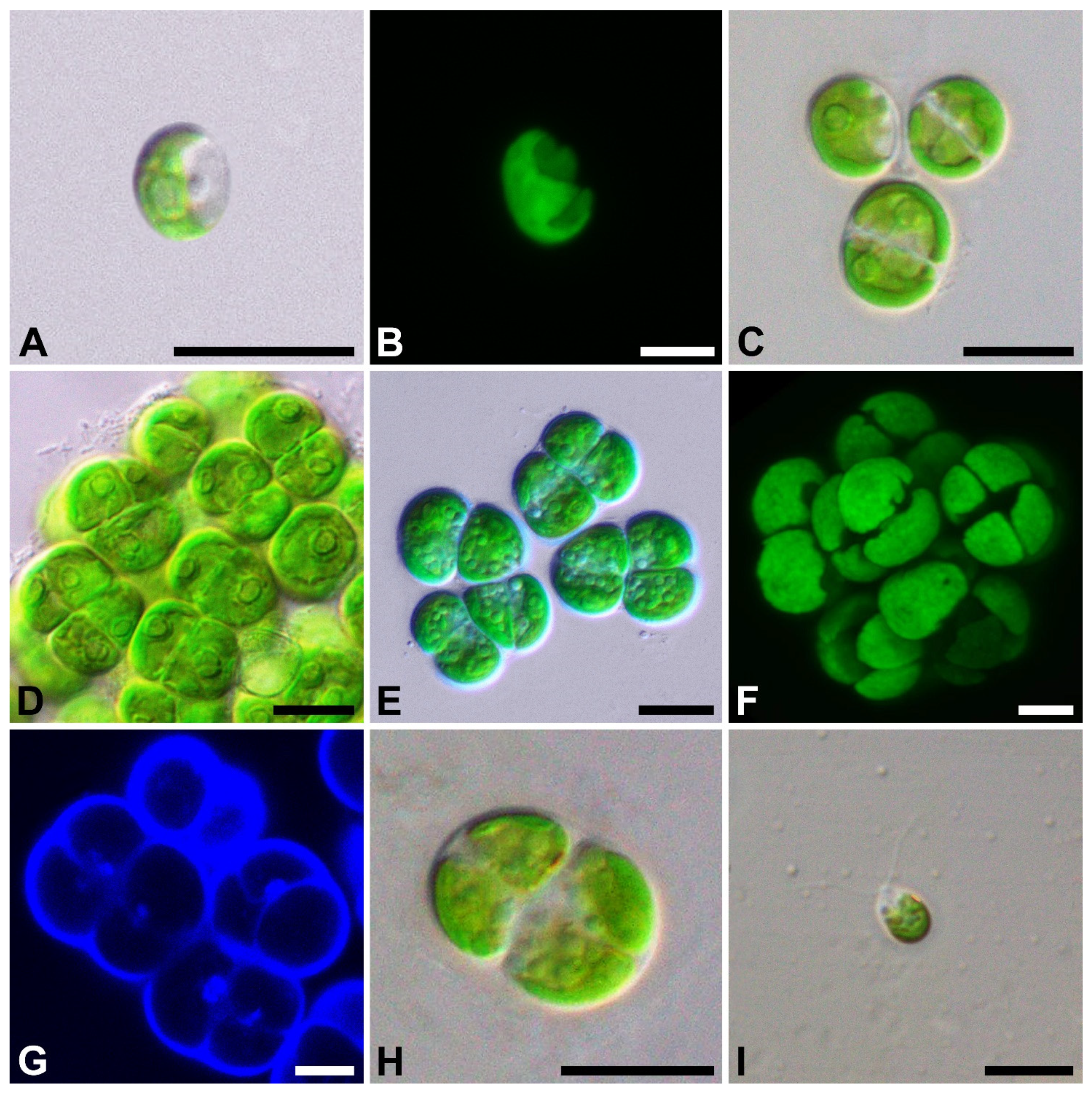 Plants 11 03228 g001