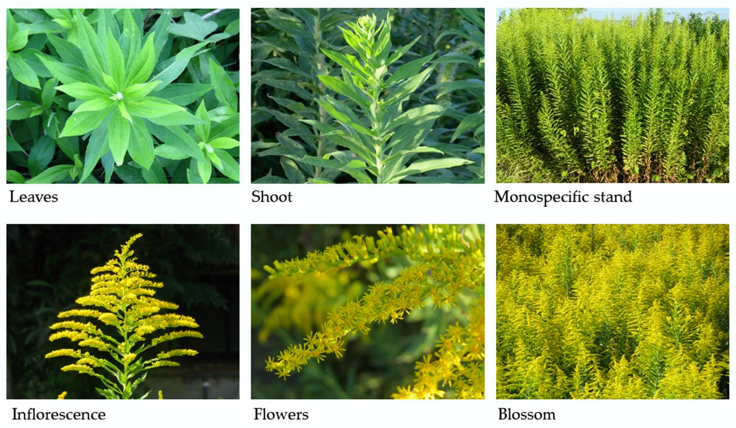 Plants 11 03235 g001