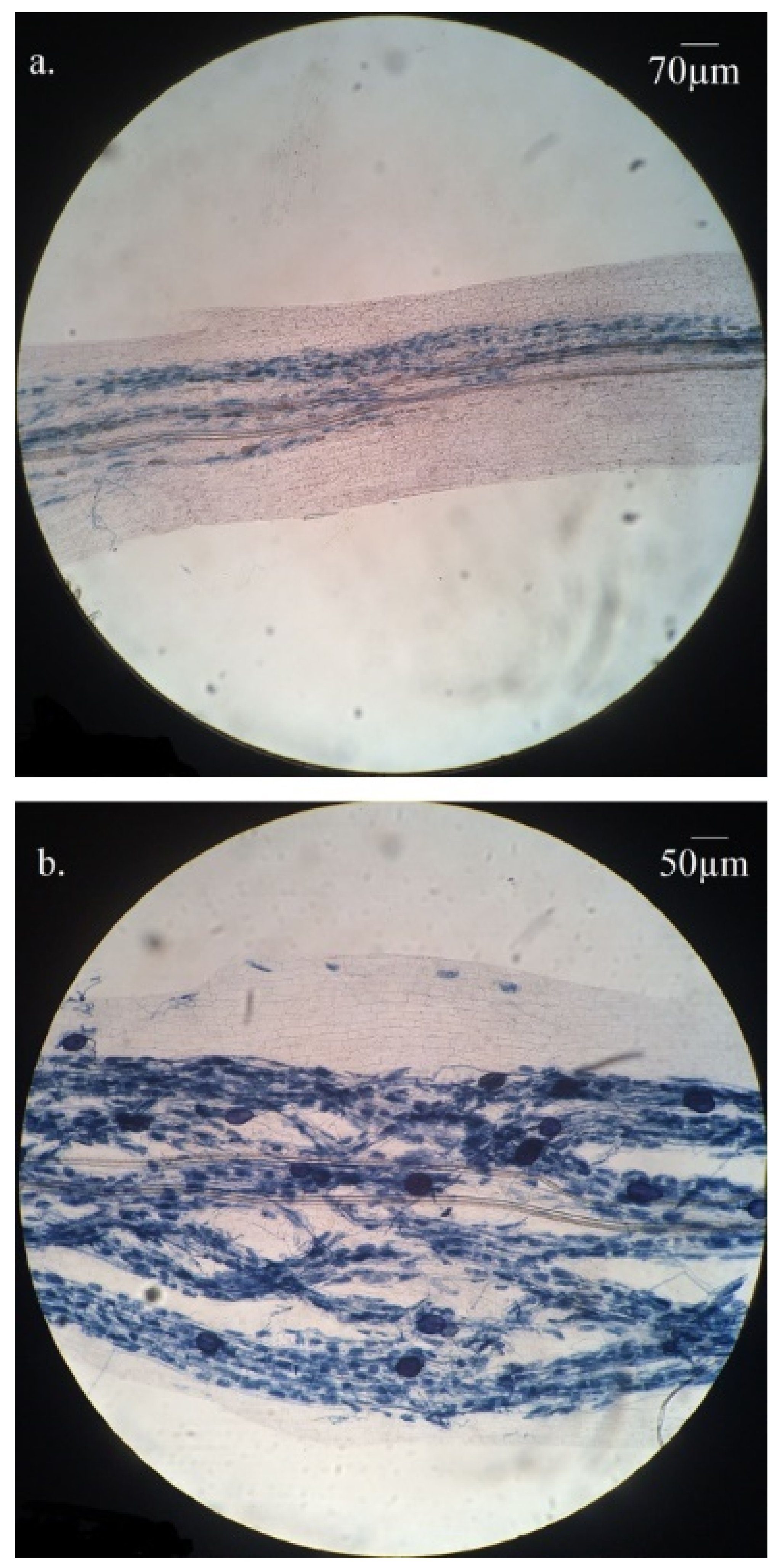 Plants 11 03237 g003