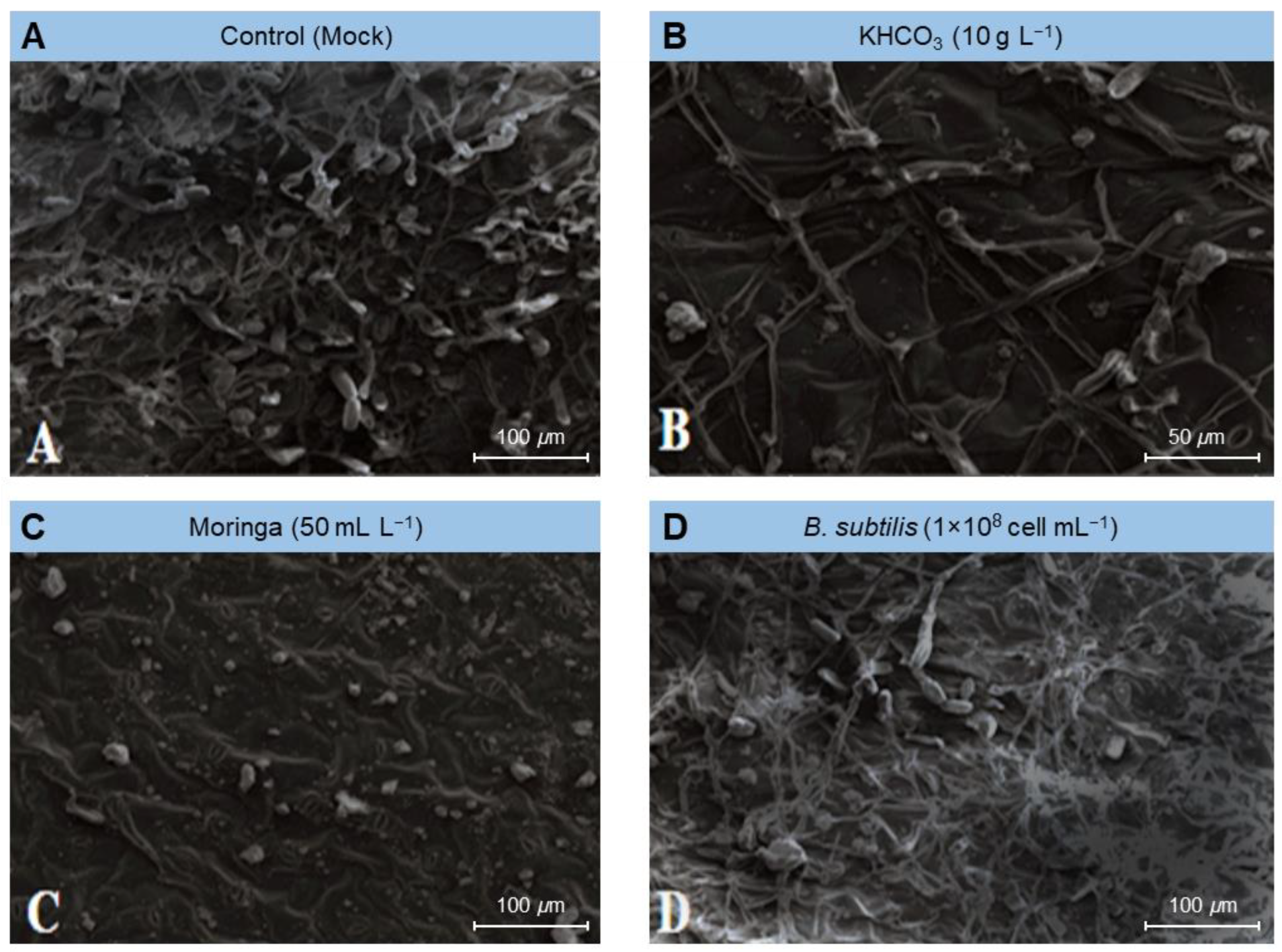 Plants 11 03258 g004 Plants 11 03258 g004