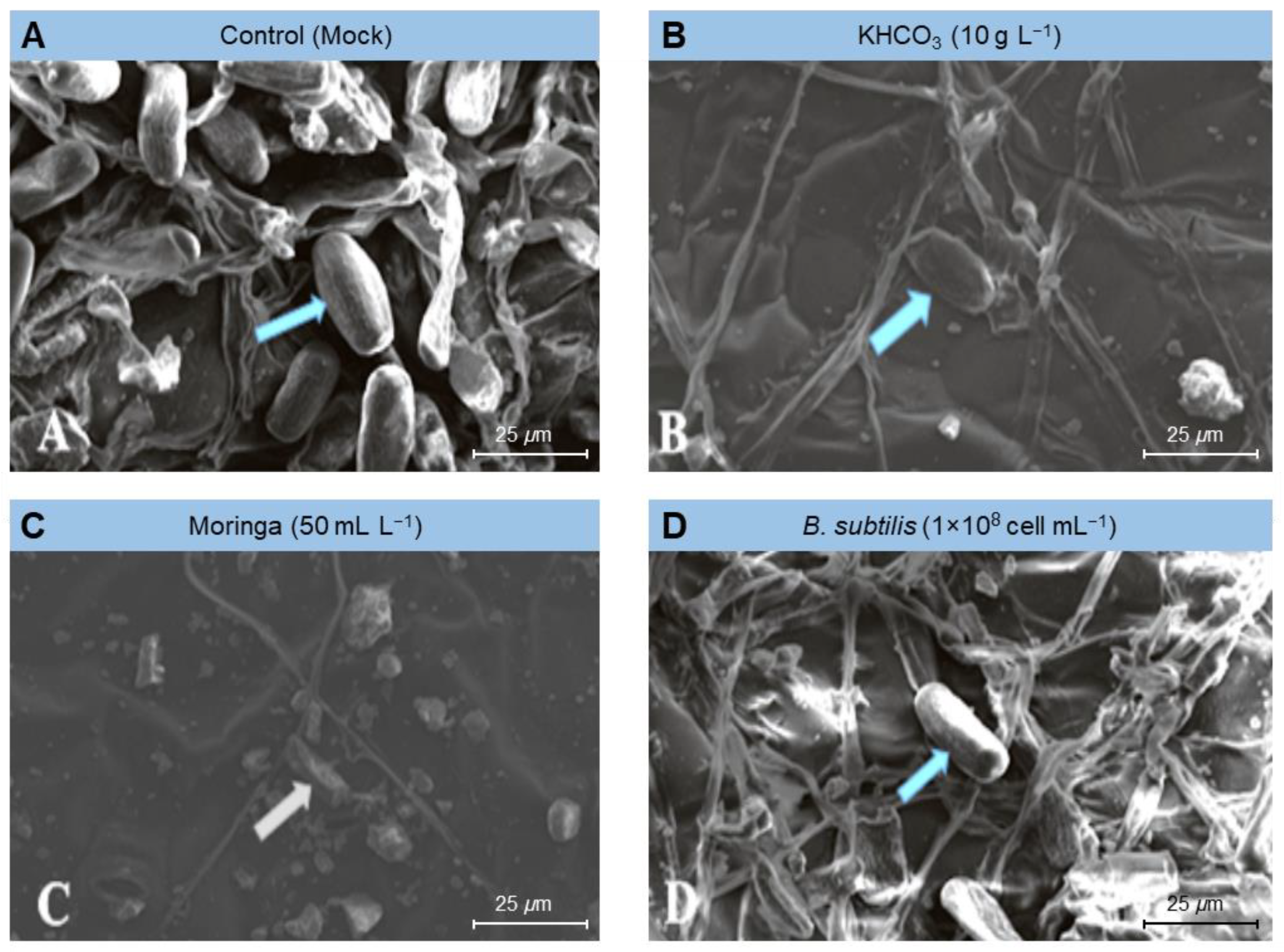 Plants 11 03258 g006 Plants 11 03258 g006