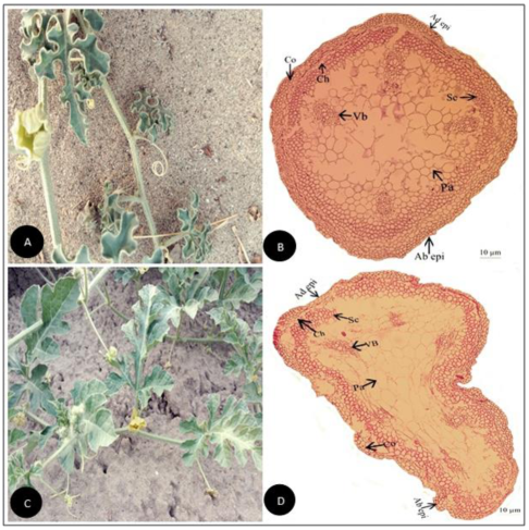 Plants 11 03273 g001 Plants 11 03273 g001