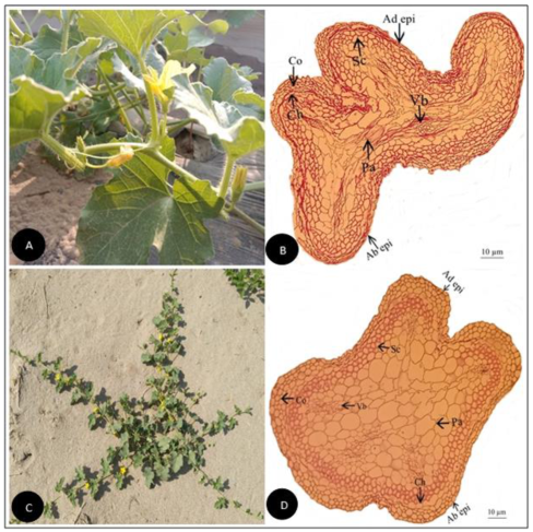 Plants 11 03273 g002 Plants 11 03273 g002