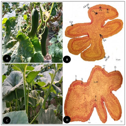 Plants 11 03273 g004 Plants 11 03273 g004