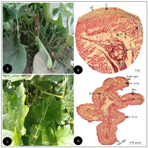 Plants 11 03273 g006 Plants 11 03273 g006