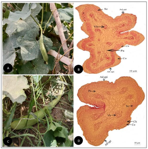 Plants 11 03273 g007 Plants 11 03273 g007