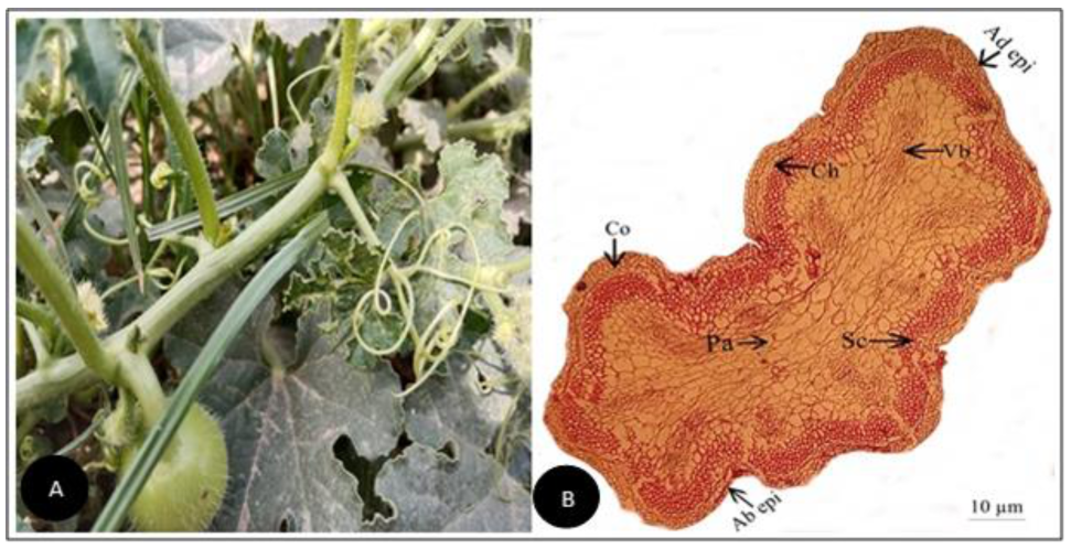 Plants 11 03273 g009 Plants 11 03273 g009