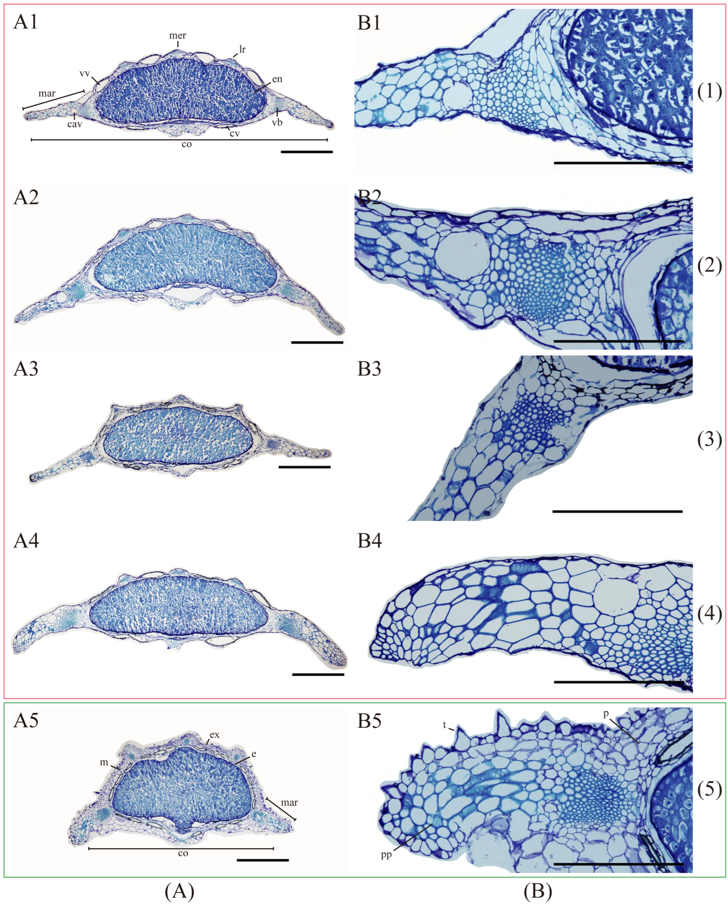 Plants | Free Full-Text | Evidence from Phylogenomics and 
