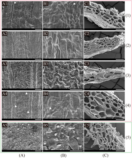 Evidence from Phylogenomics and Morphology Provide Insights into the Phylogeny, Plastome Evolution, and Taxonomy of Kitagawia Evidence from Phylogenomics and Morphology Provide Insights into the Phylogeny, Plastome Evolution, and Taxonomy of Kitagawia