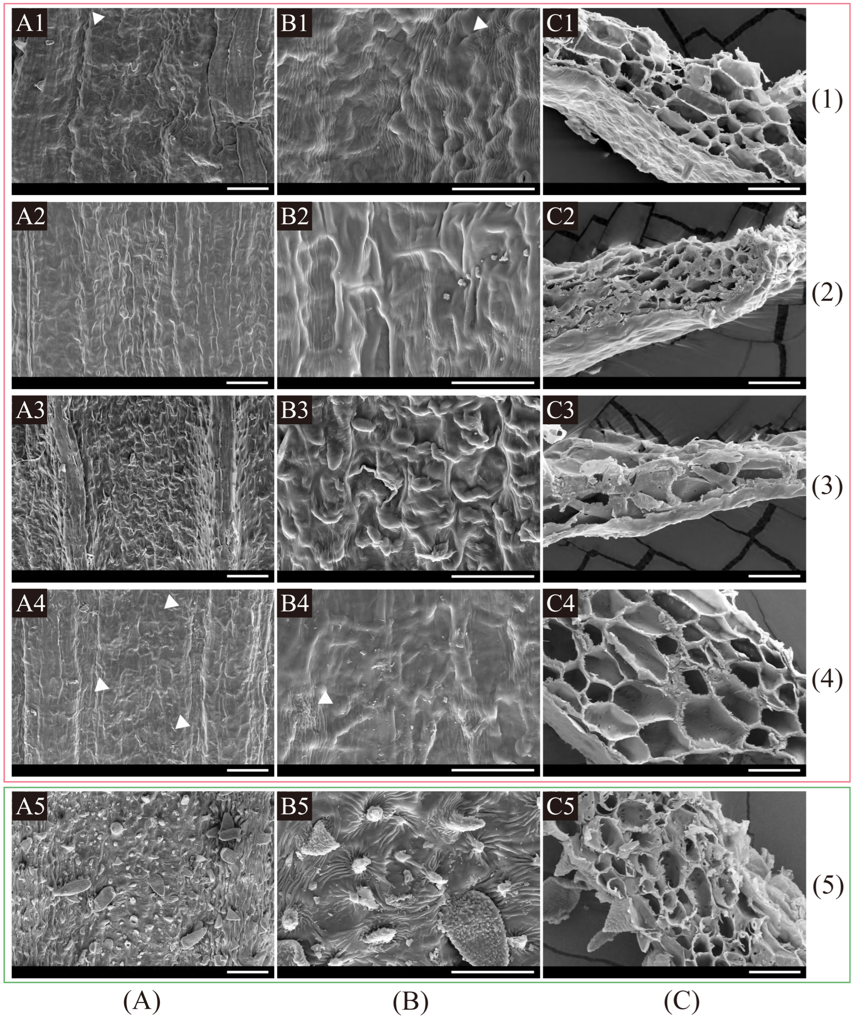 Plants 11 03275 g006 Plants 11 03275 g006