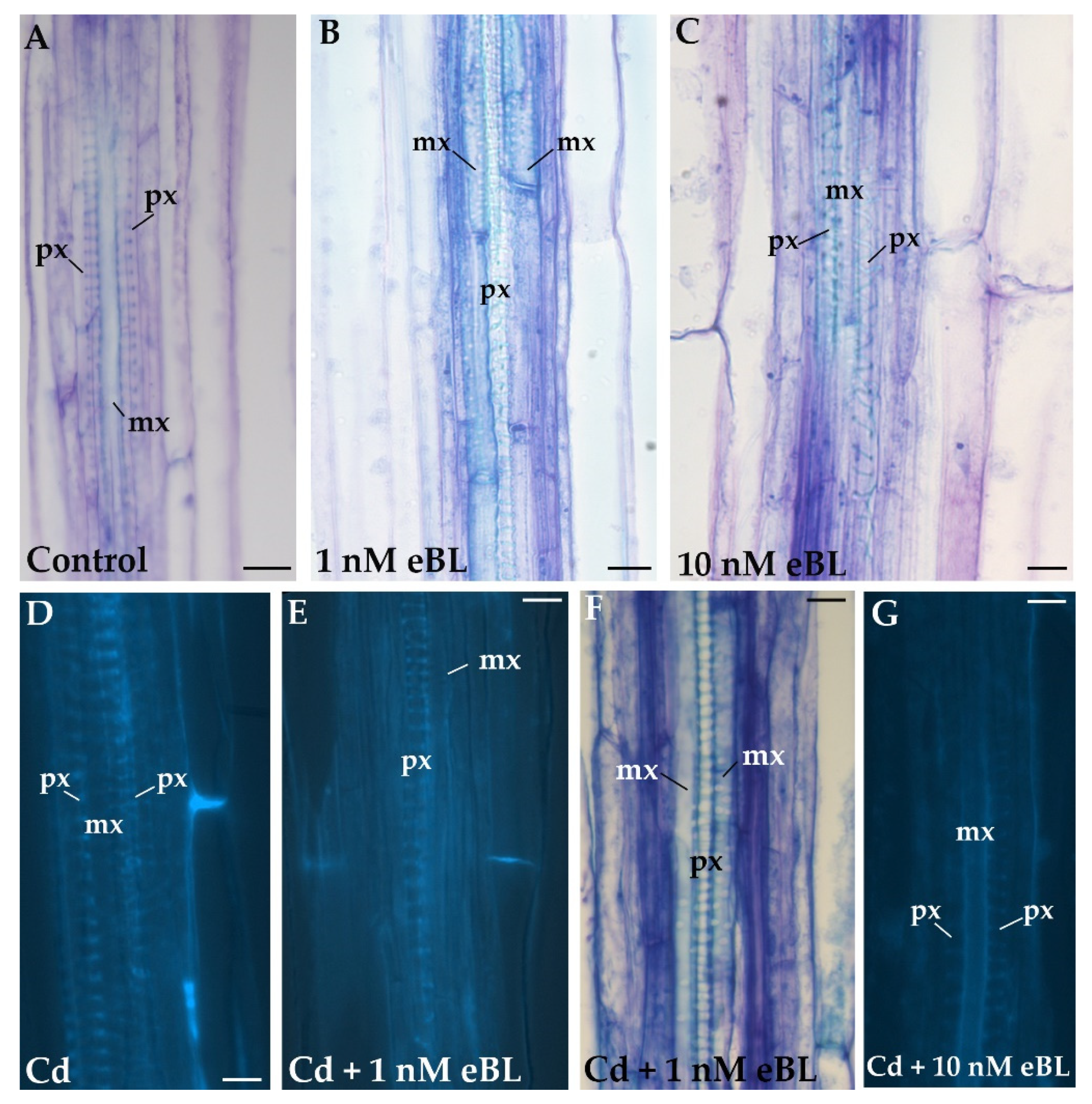 Plants 11 03278 g001
