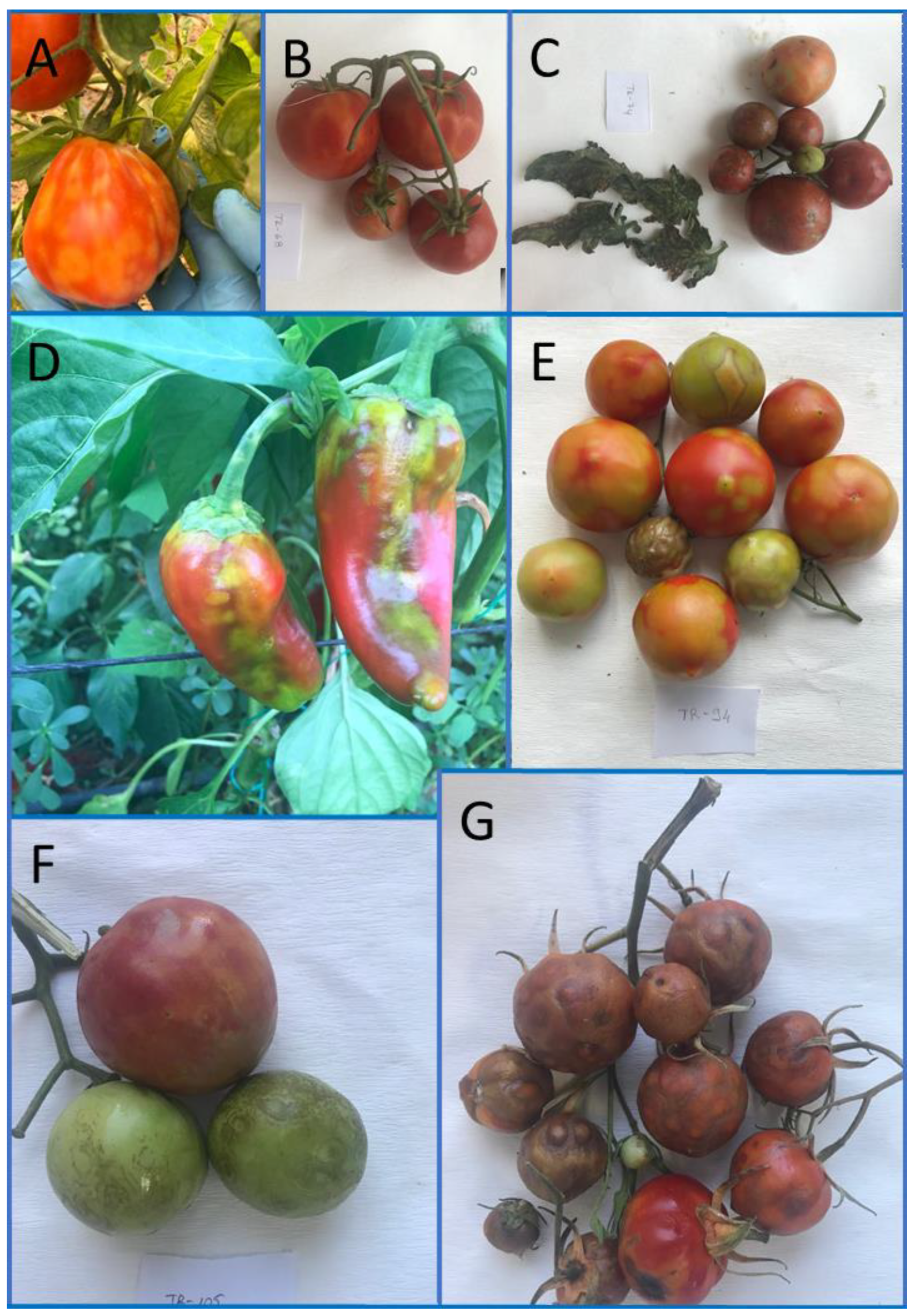 Plants 11 03279 g001