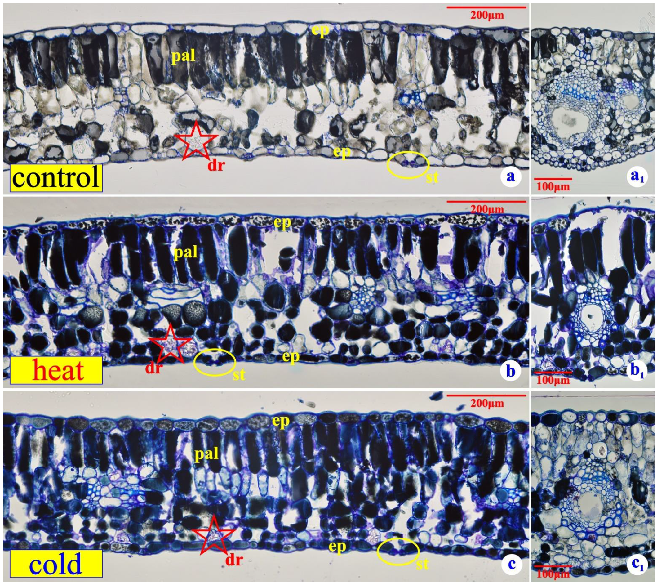 Plants 11 03290 g001