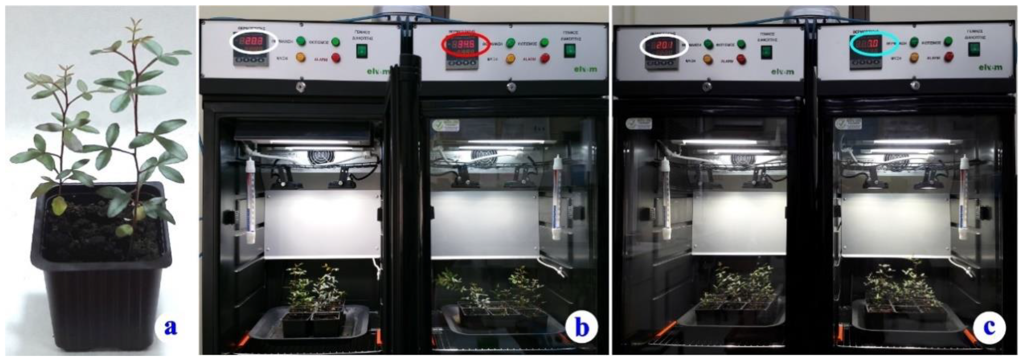 Plants 11 03290 g007