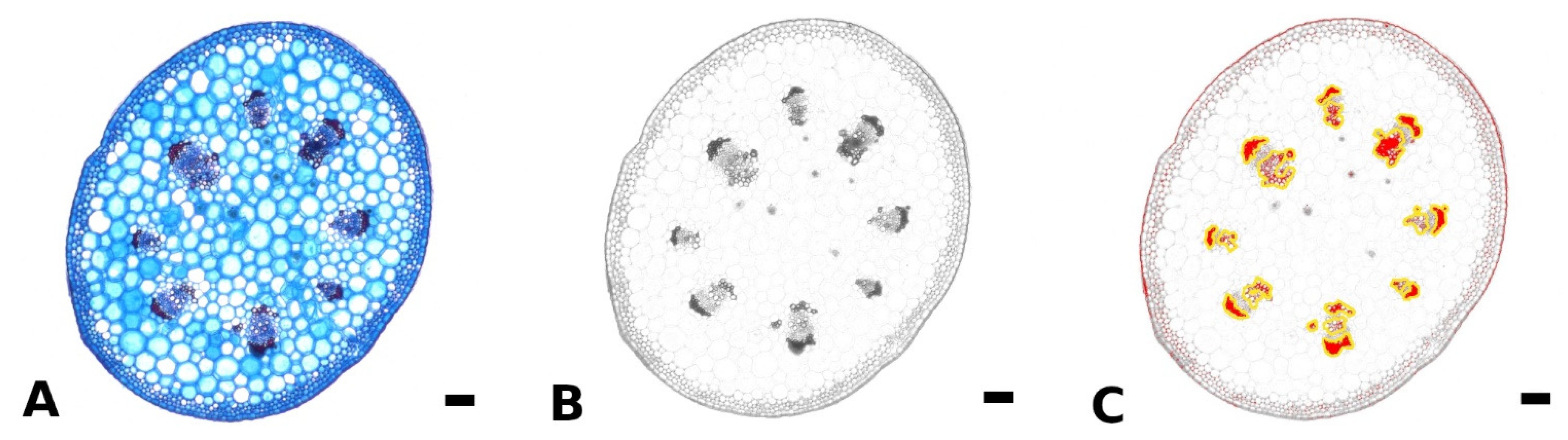 Plants 11 03297 g005