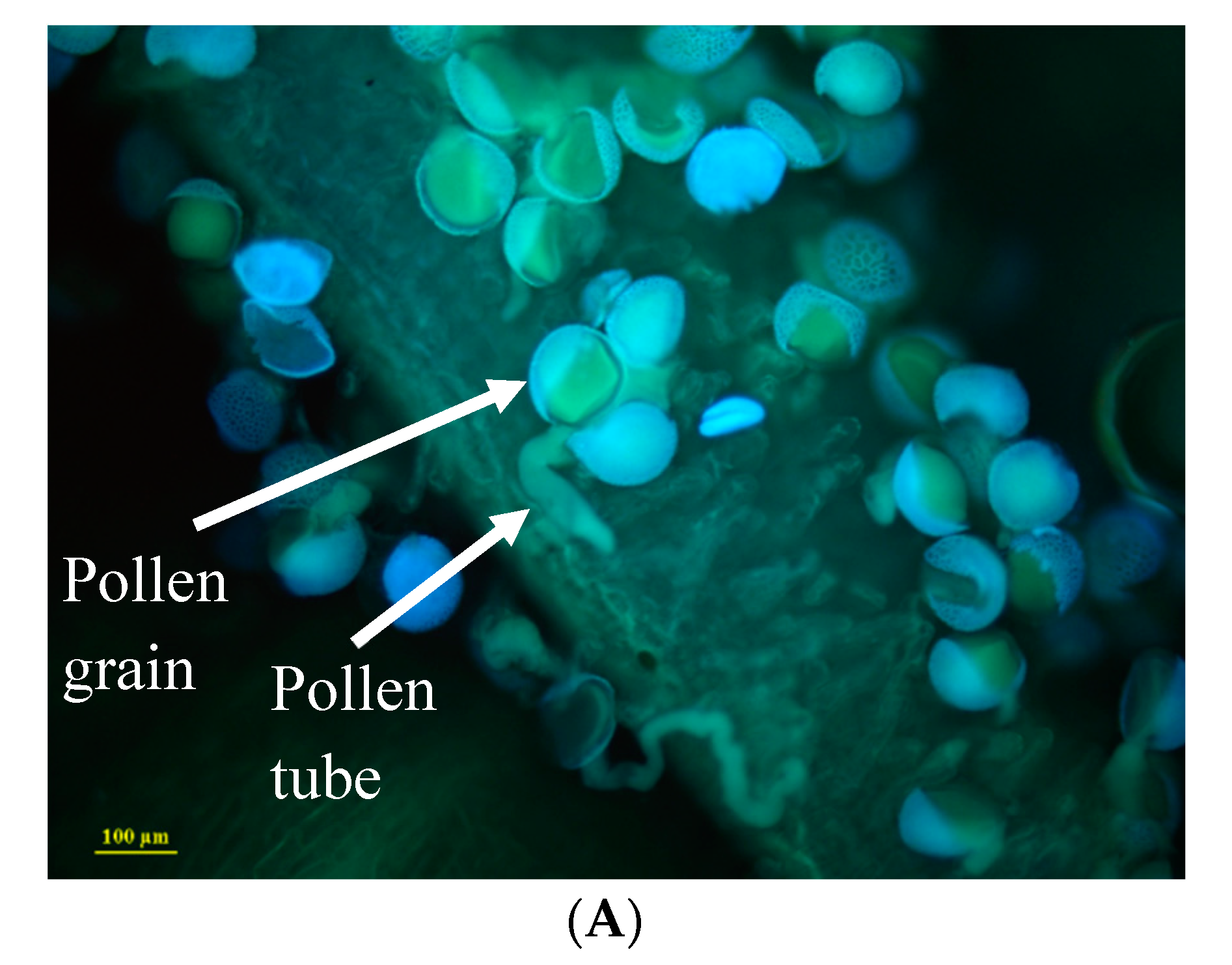 Plants 11 03306 g004a