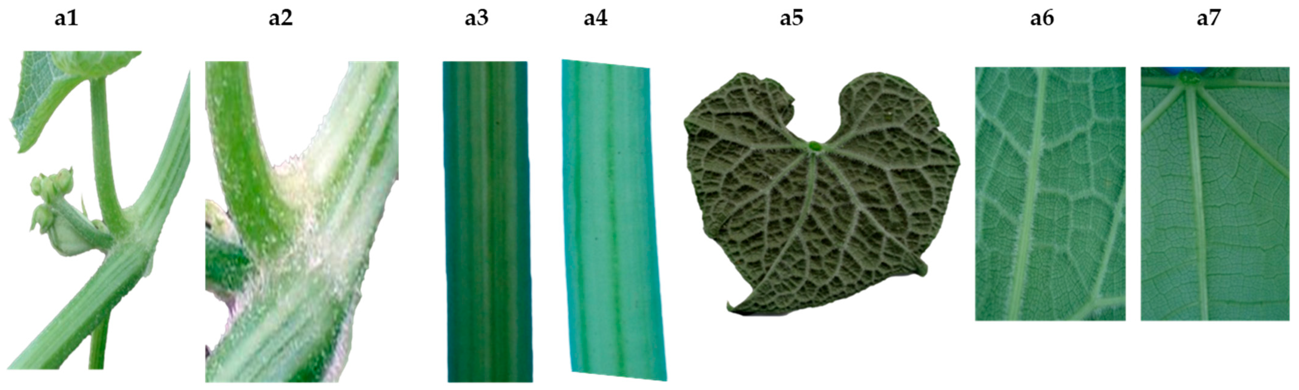 Plants 11 03309 g002 Plants 11 03309 g002