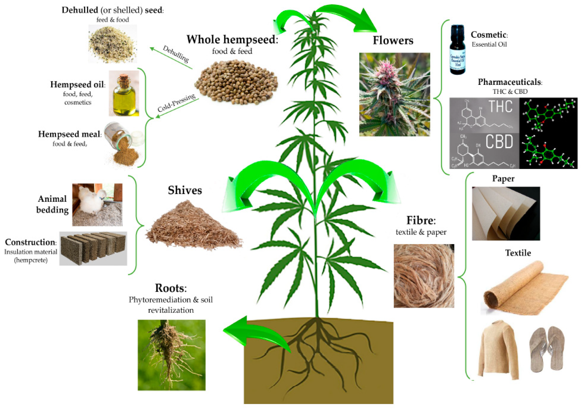 Plants Free Full Text Cannabis Sativa Cannabinoids As Functional plants-free-full-text-cannabis-sativa-cannabinoids-as-functional