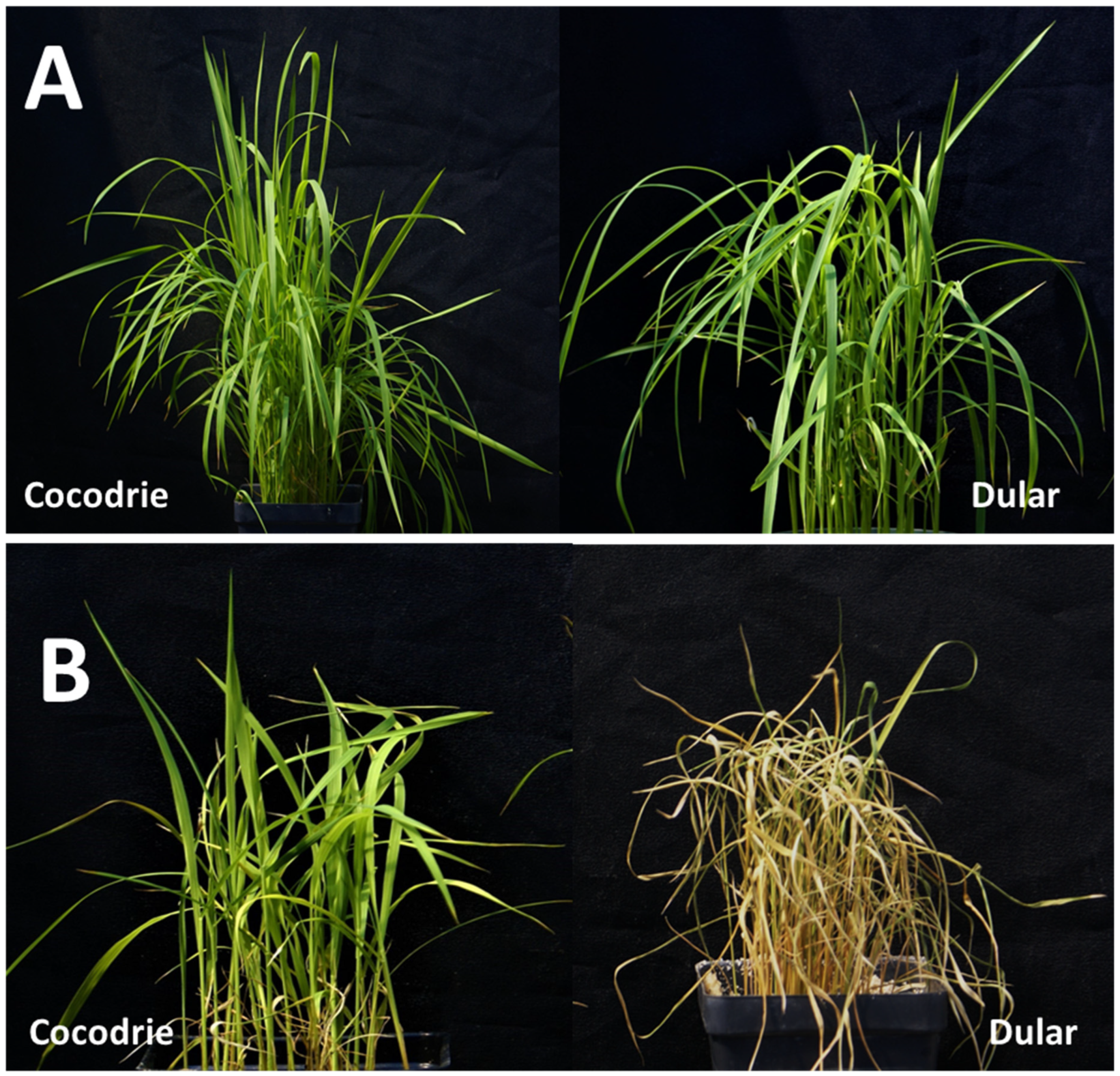 Plants 11 03347 g002