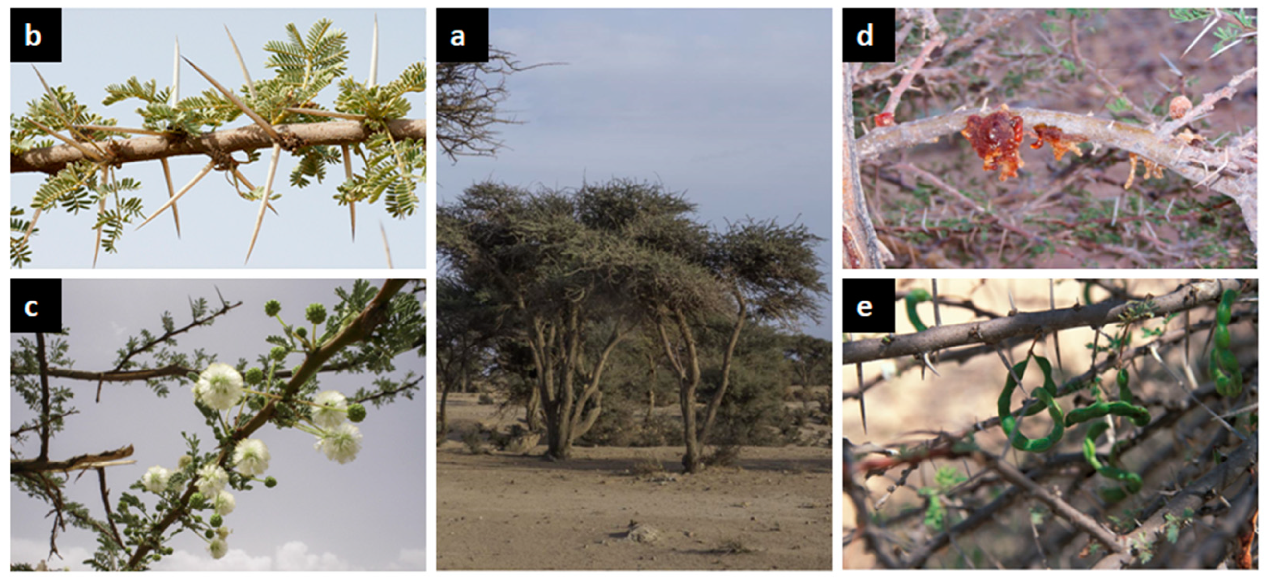 Plants 11 03348 g002 Plants 11 03348 g002