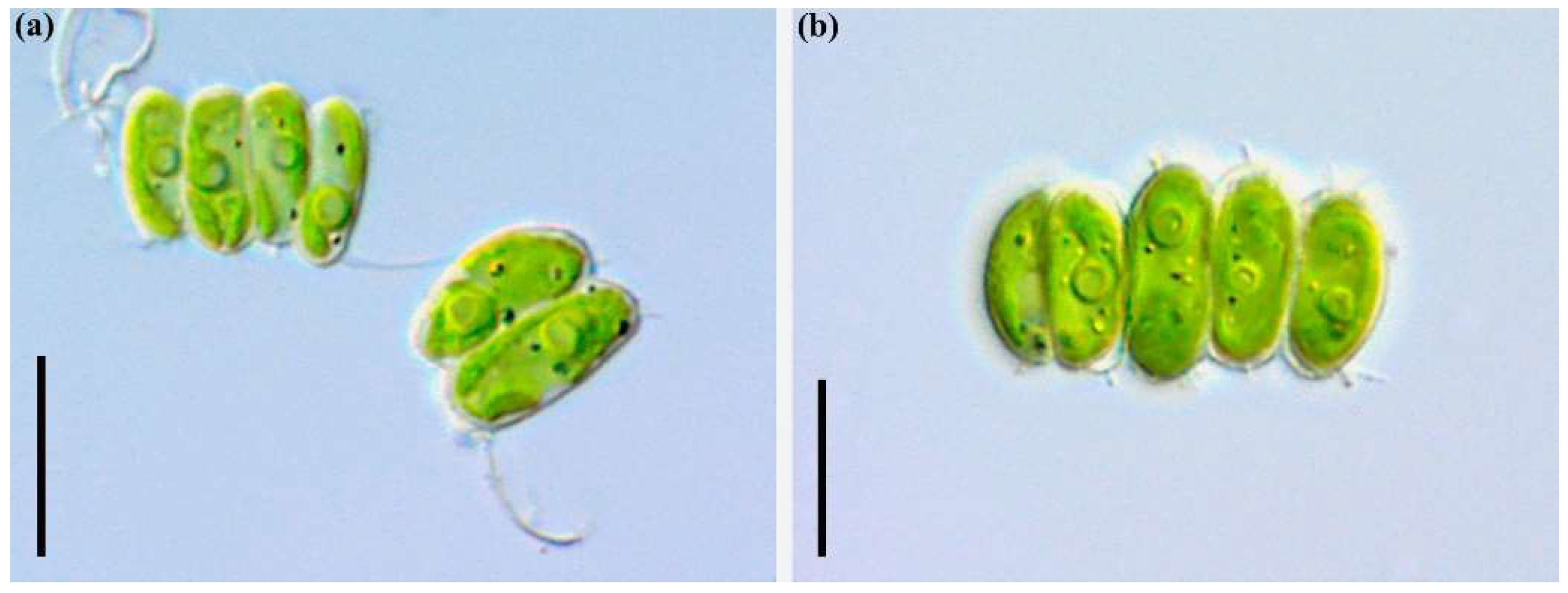 Plants 11 03361 g004