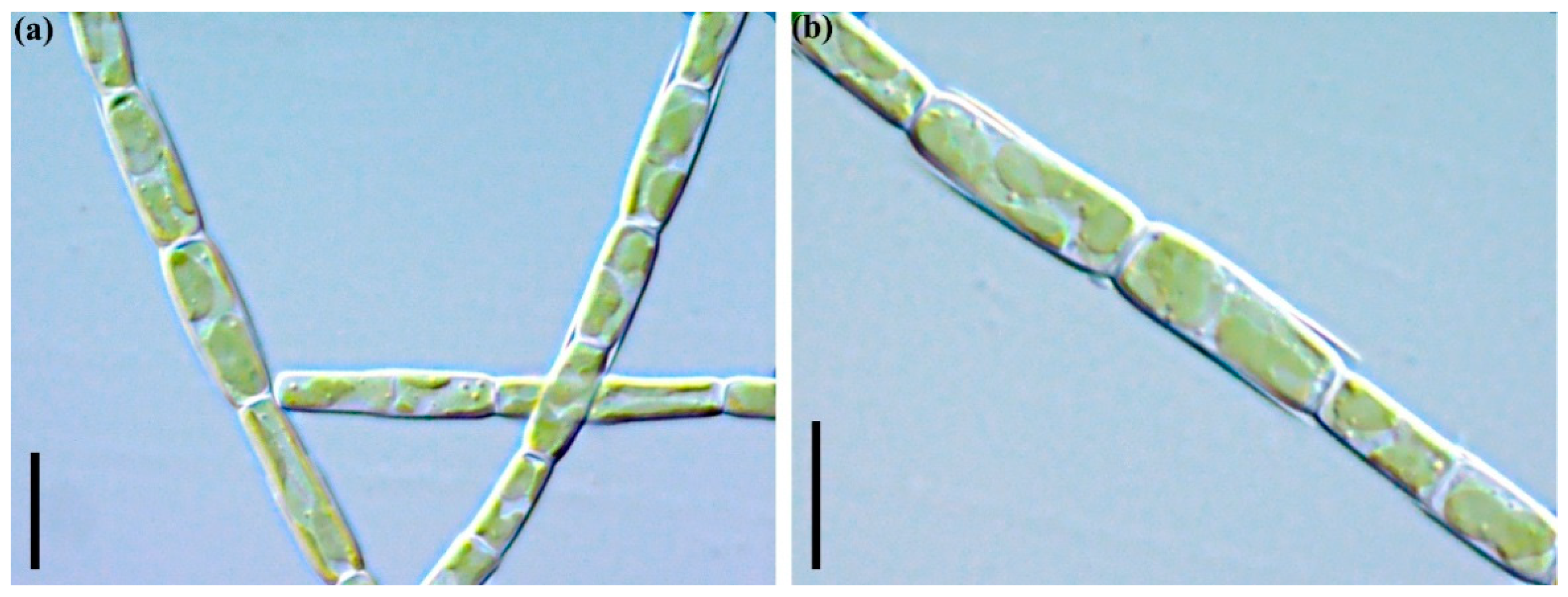 Plants 11 03361 g005