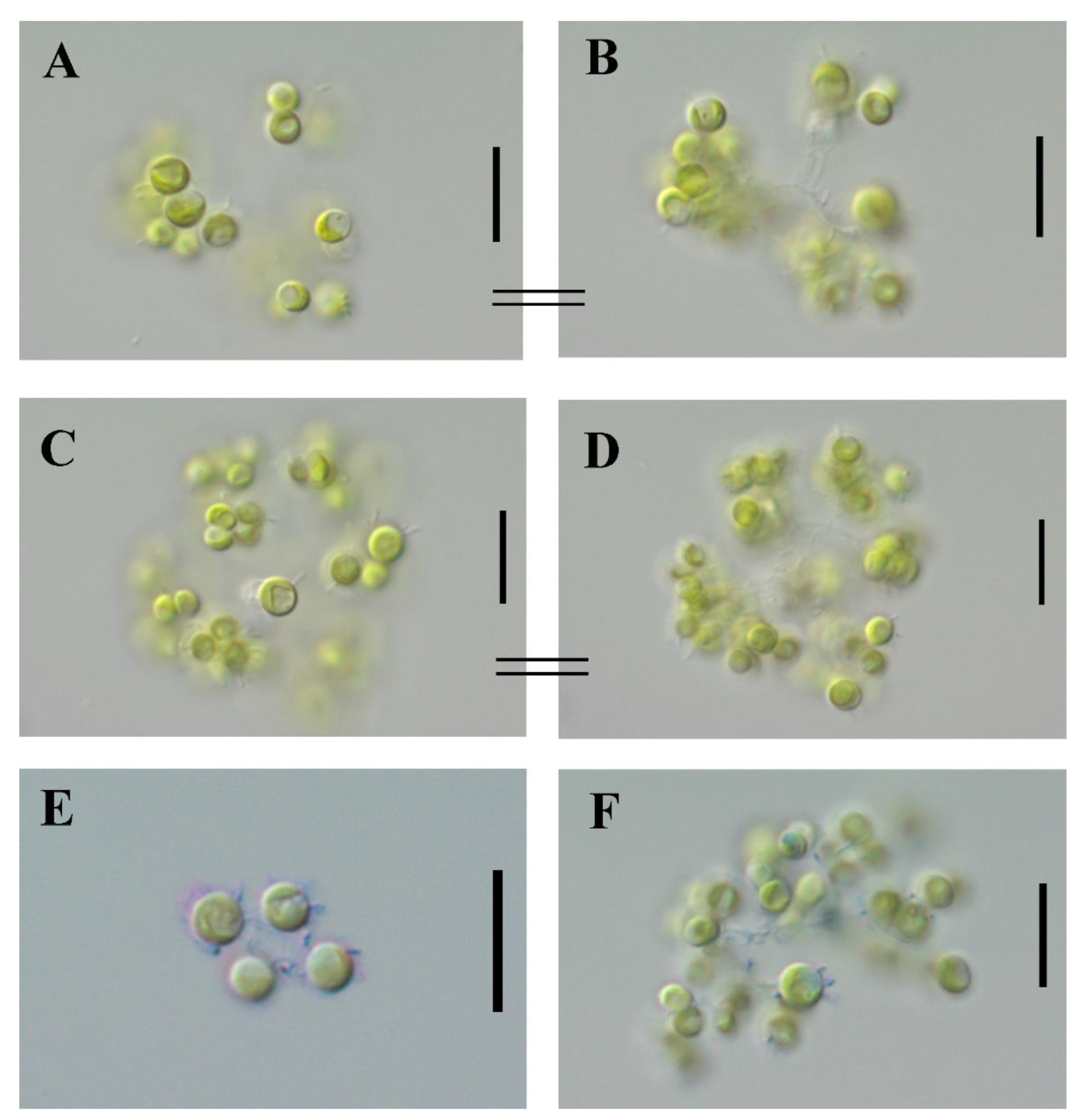 Plants 11 03363 g001 Plants 11 03363 g001