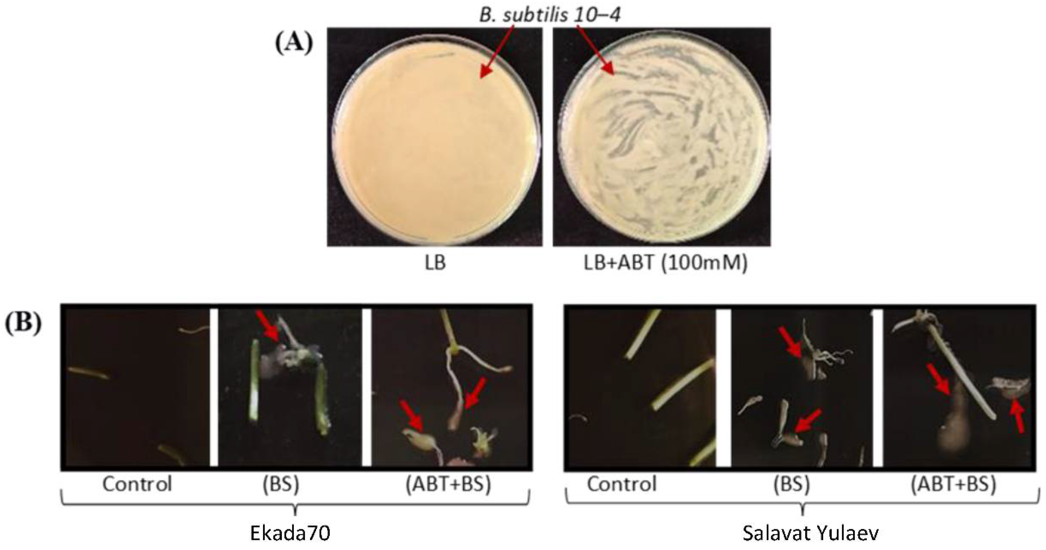Plants 11 03365 g003