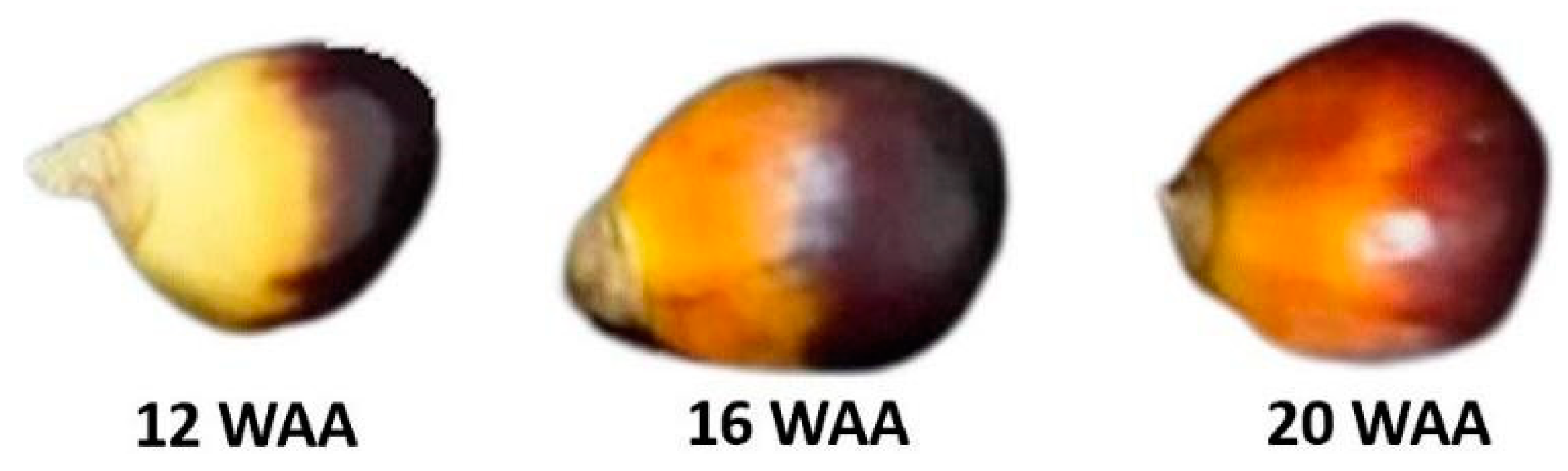 Plants 11 03373 g008 Plants 11 03373 g008