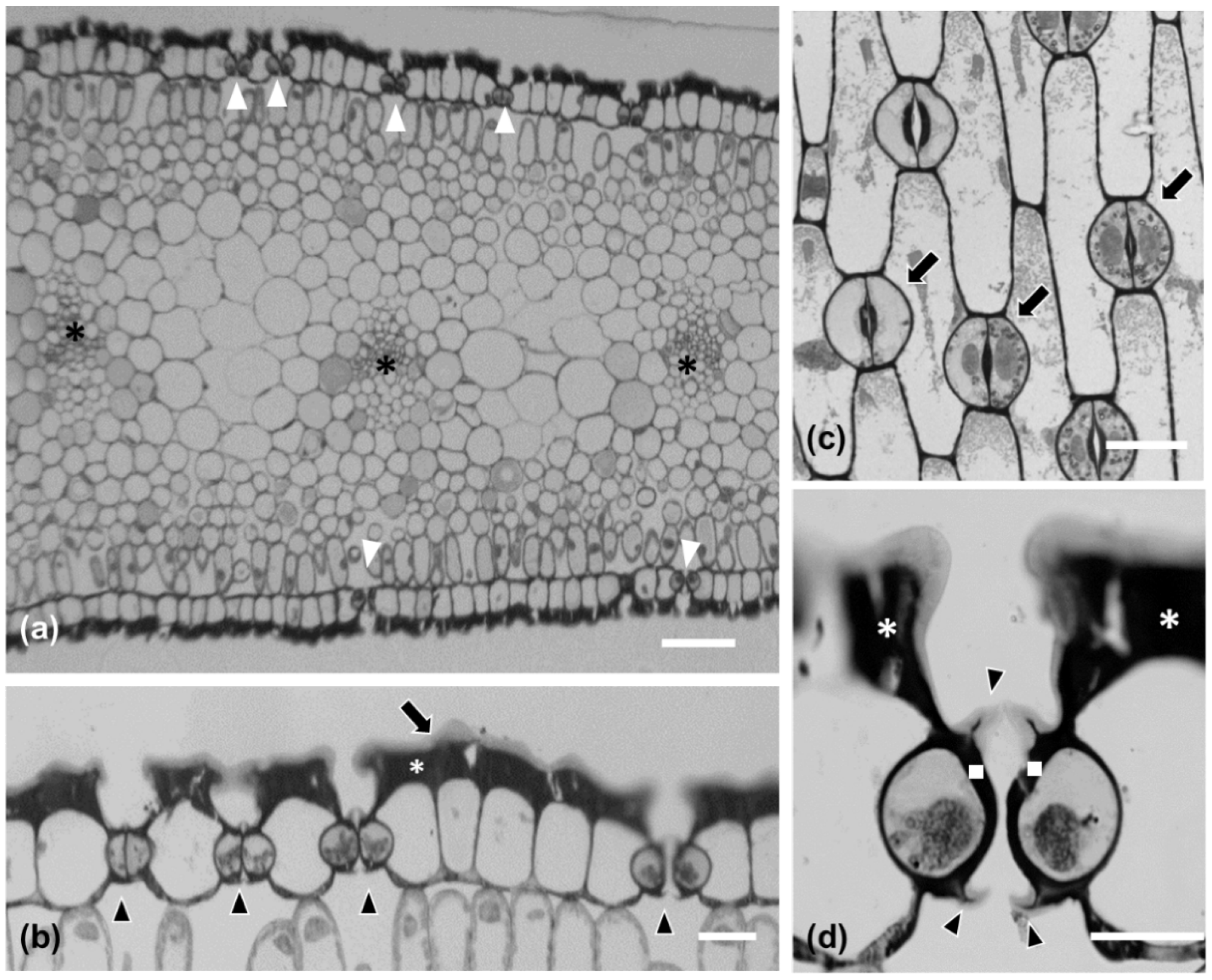 Plants 11 03377 g002