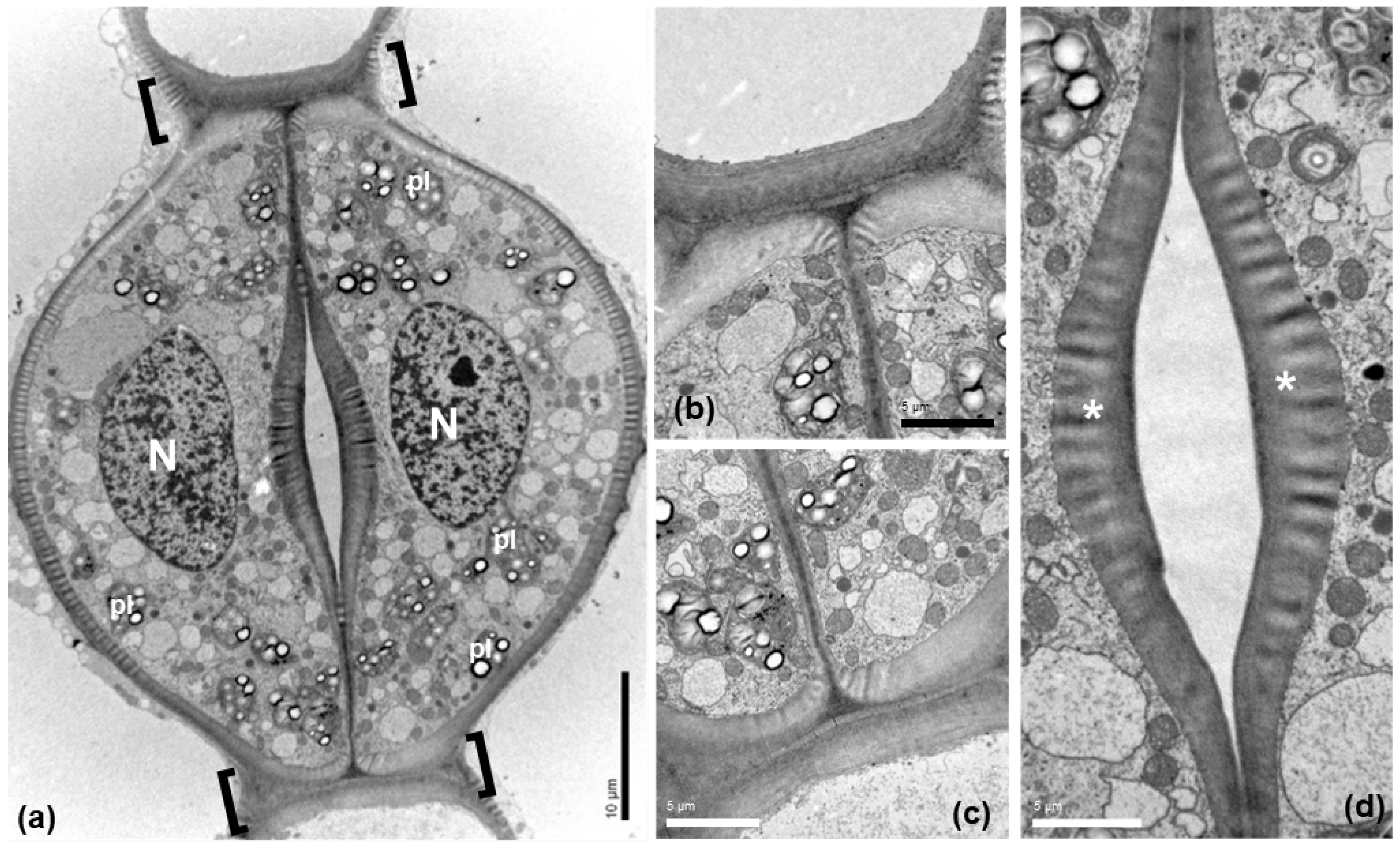 Plants 11 03377 g003