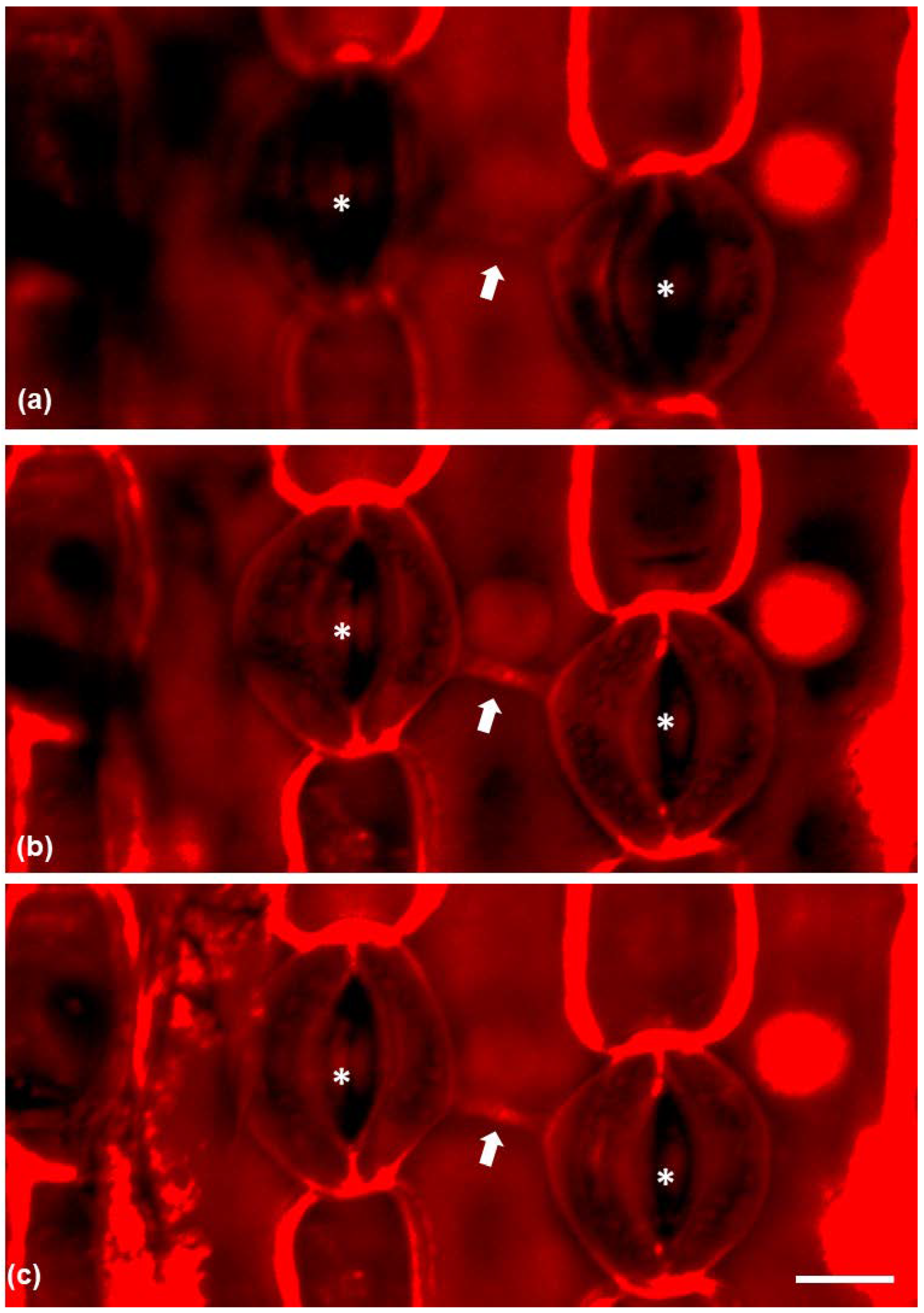 Plants 11 03377 g005