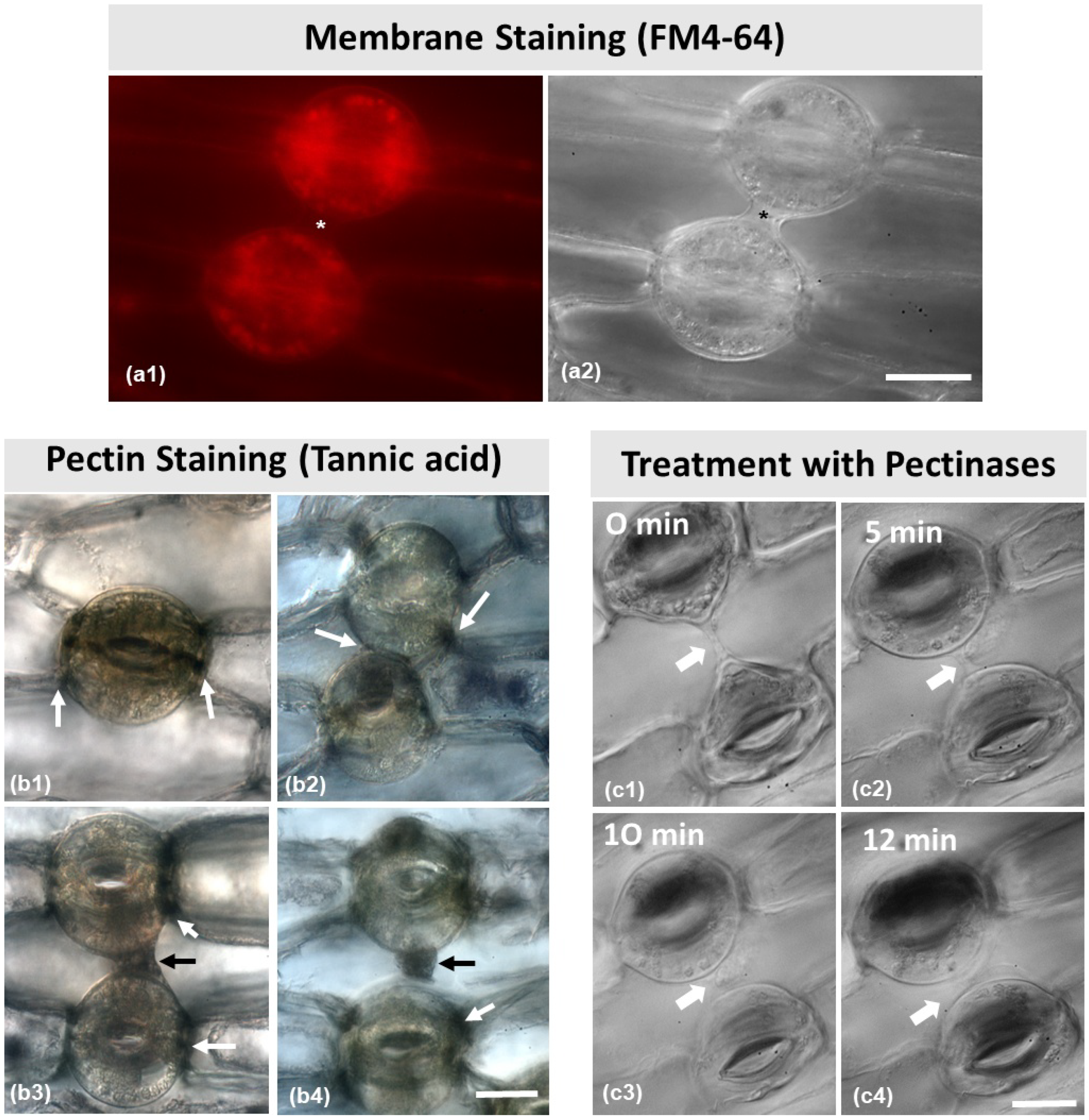 Plants 11 03377 g007