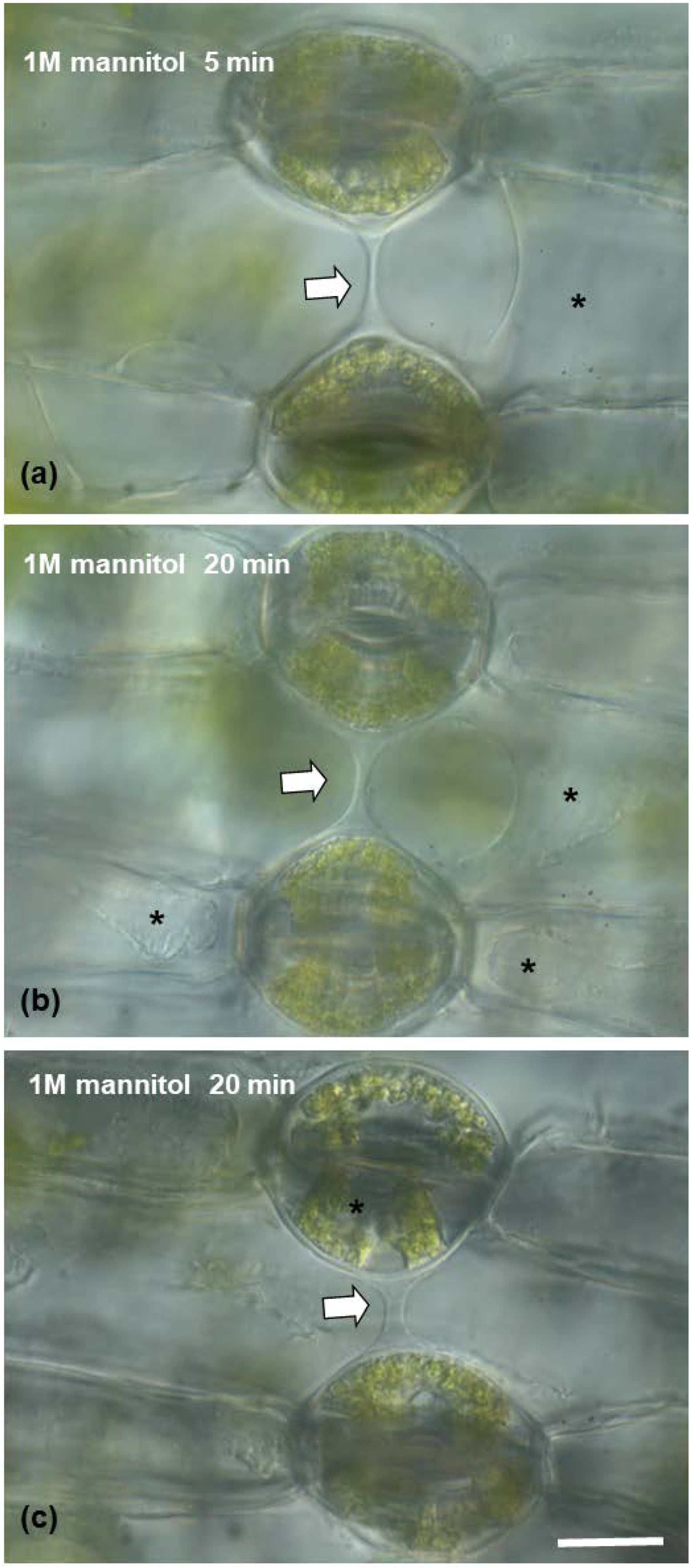 Plants 11 03377 g008