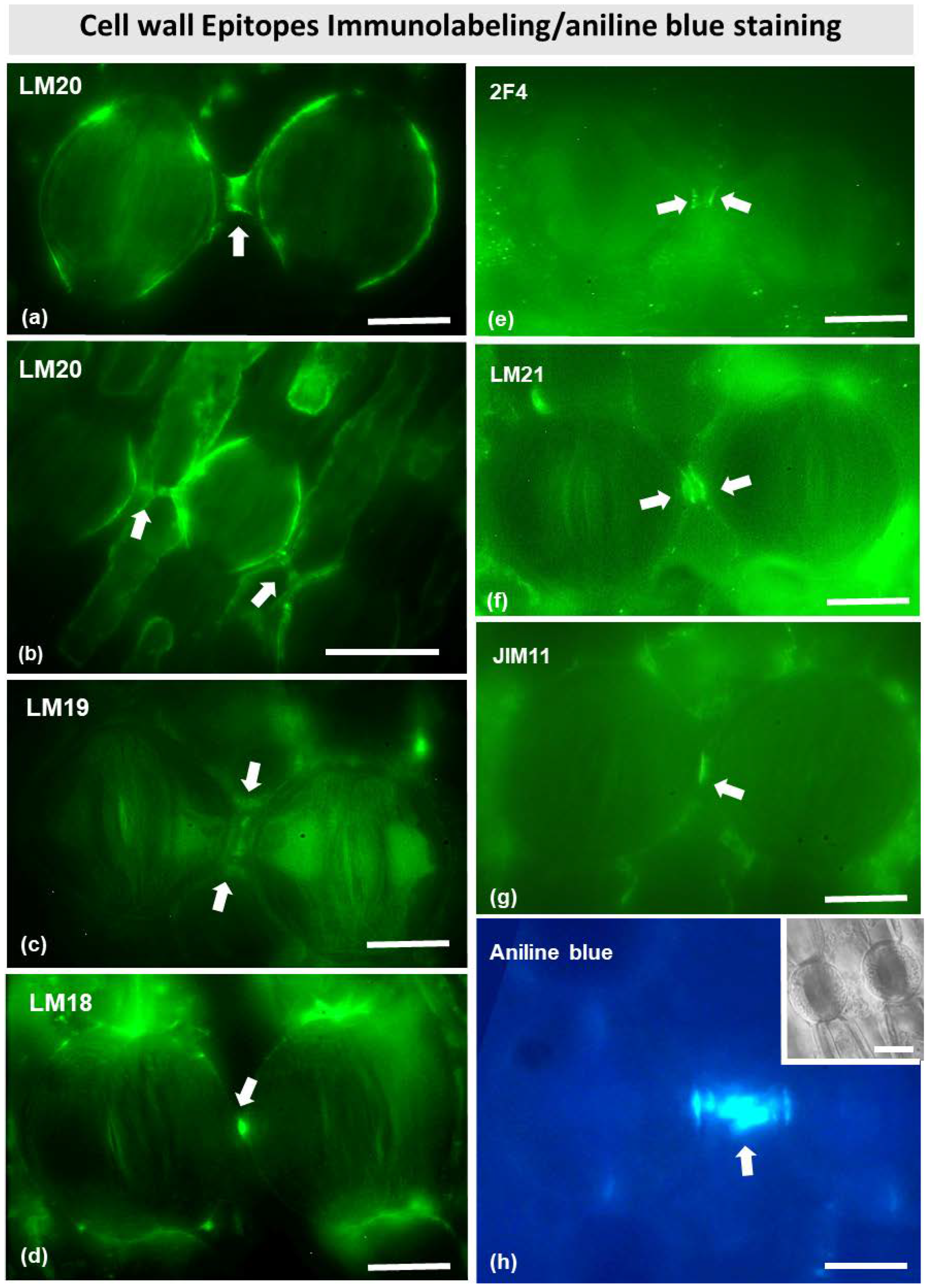 Plants 11 03377 g009