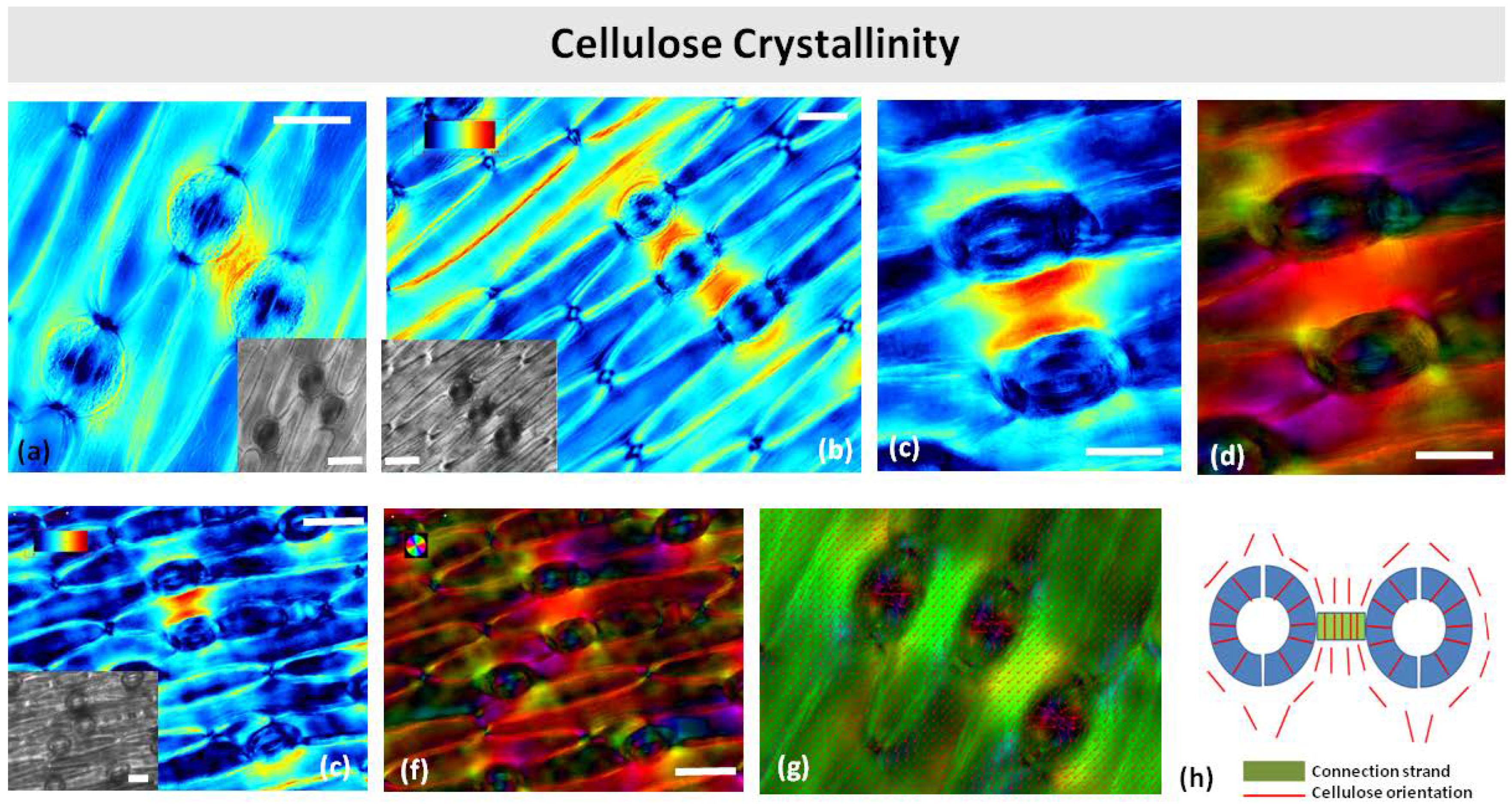 Plants 11 03377 g010