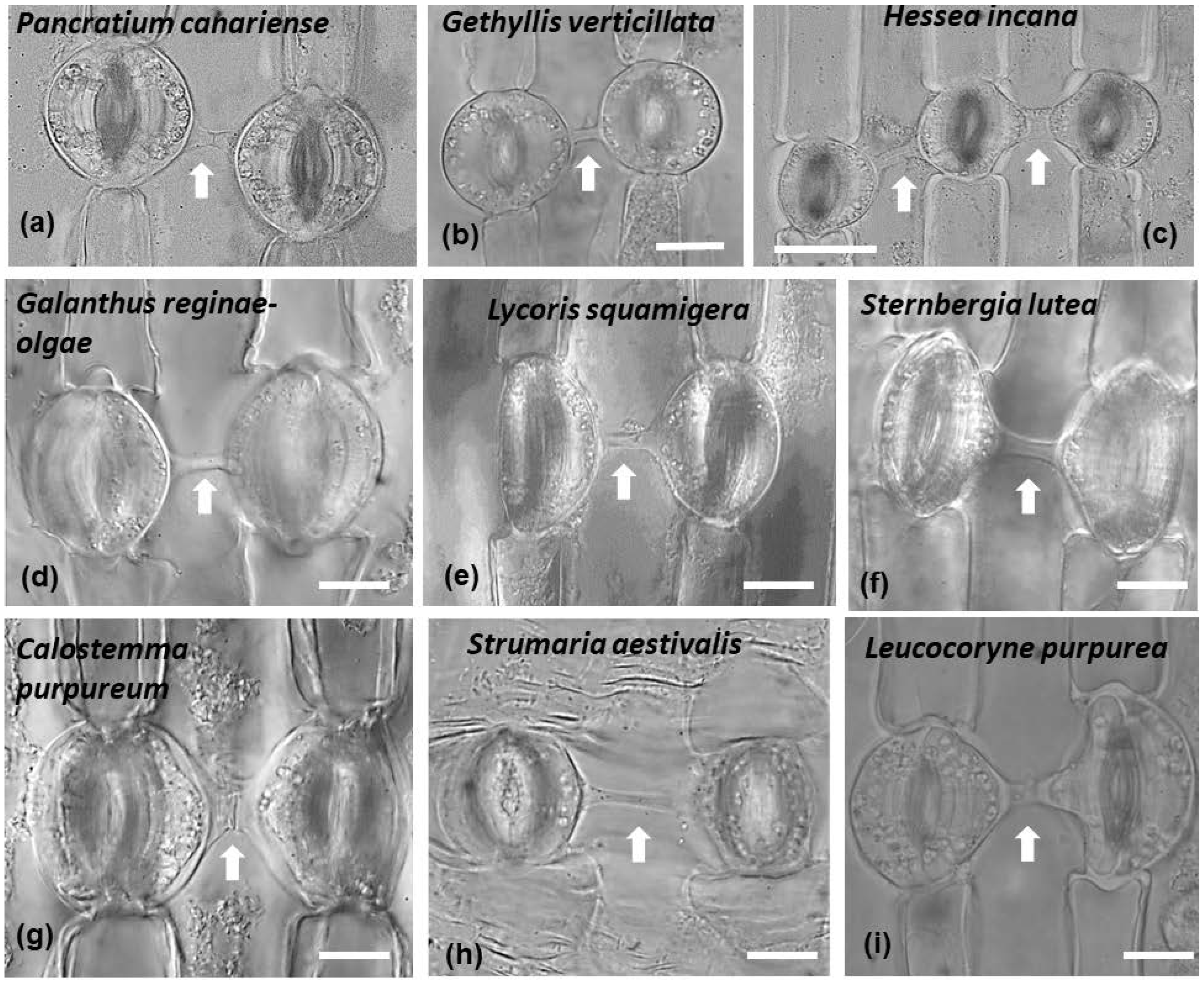 Plants 11 03377 g013