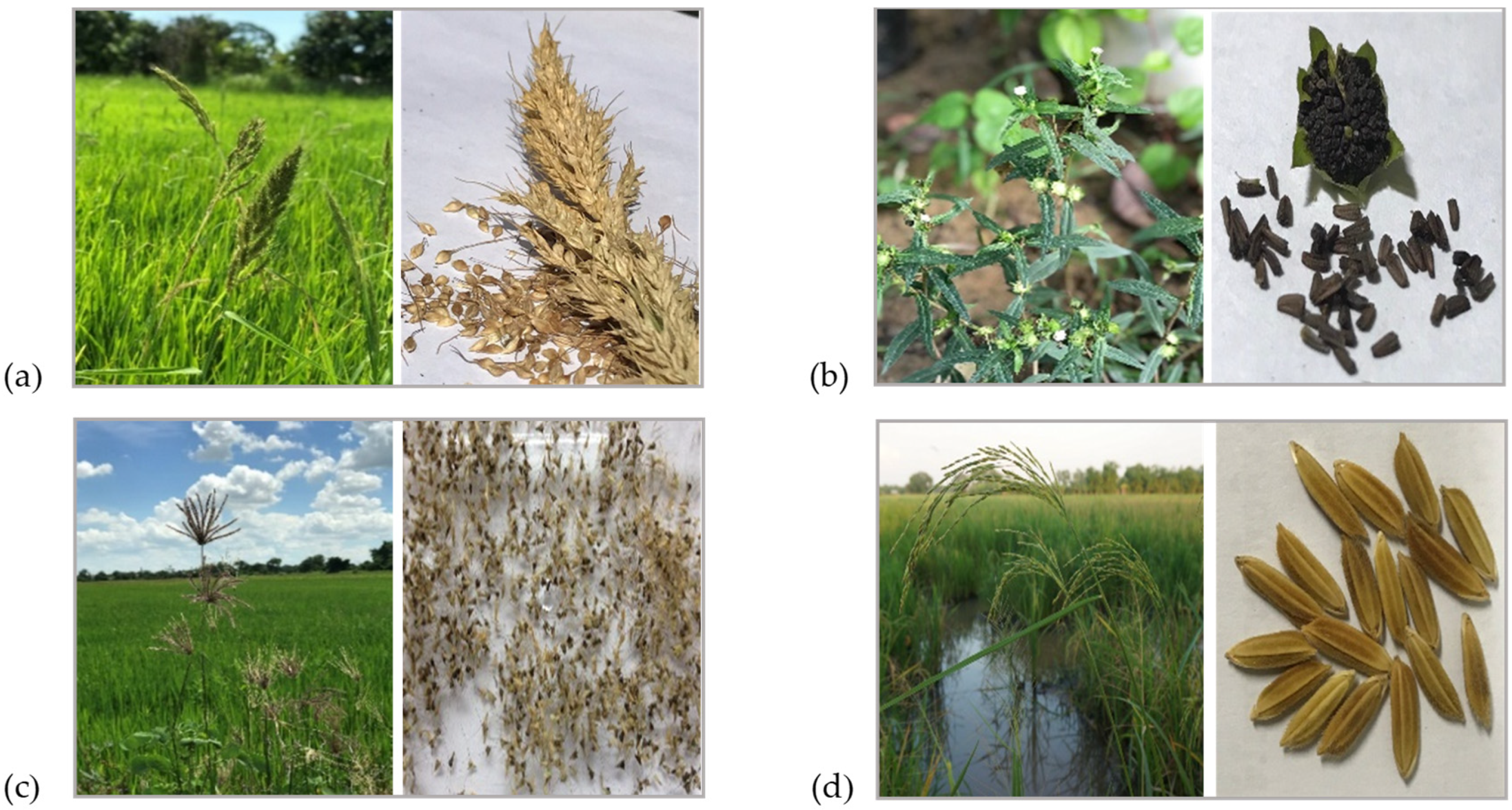 Plants 11 03384 g001