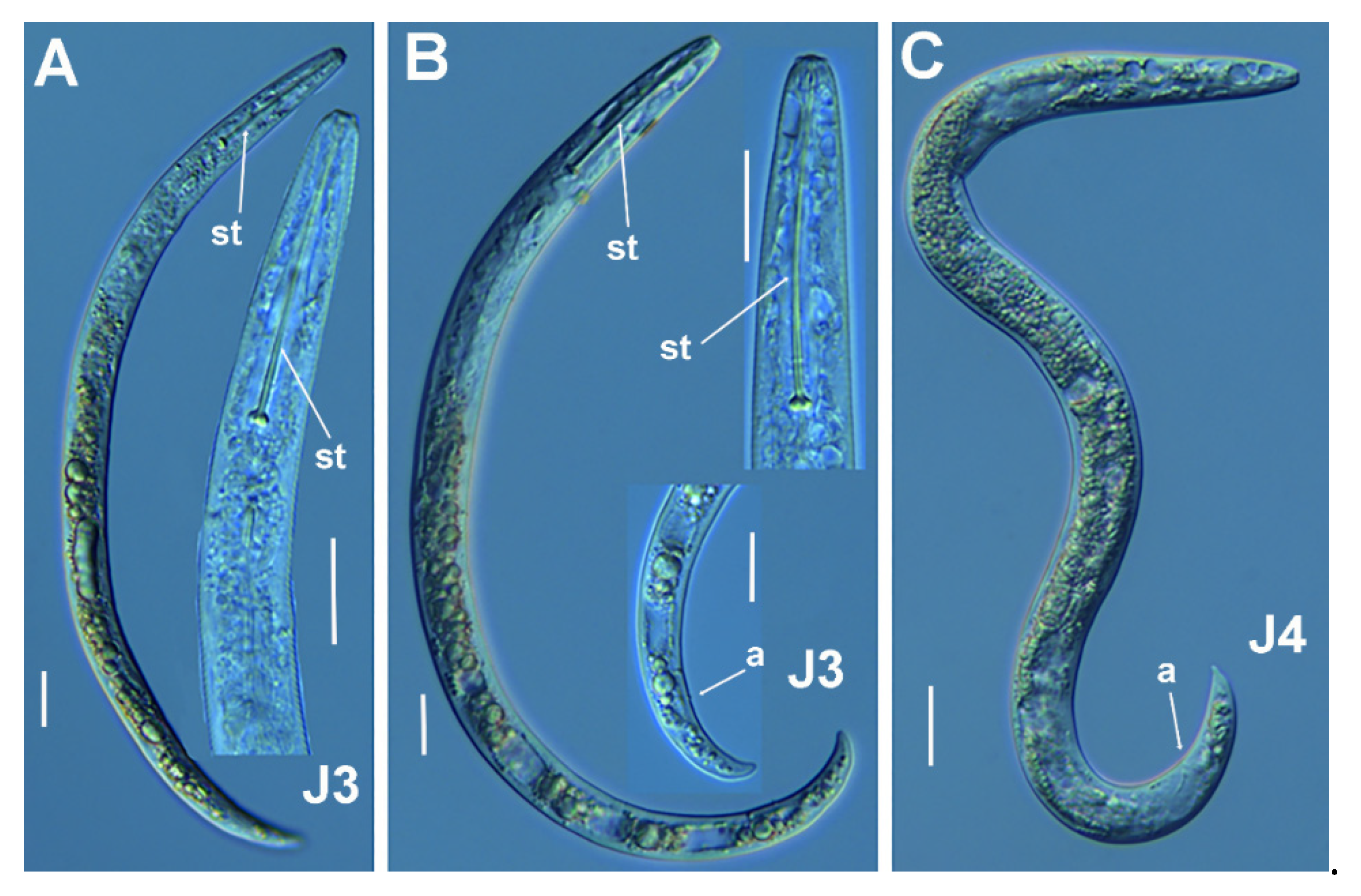 Plants 11 03385 g003
